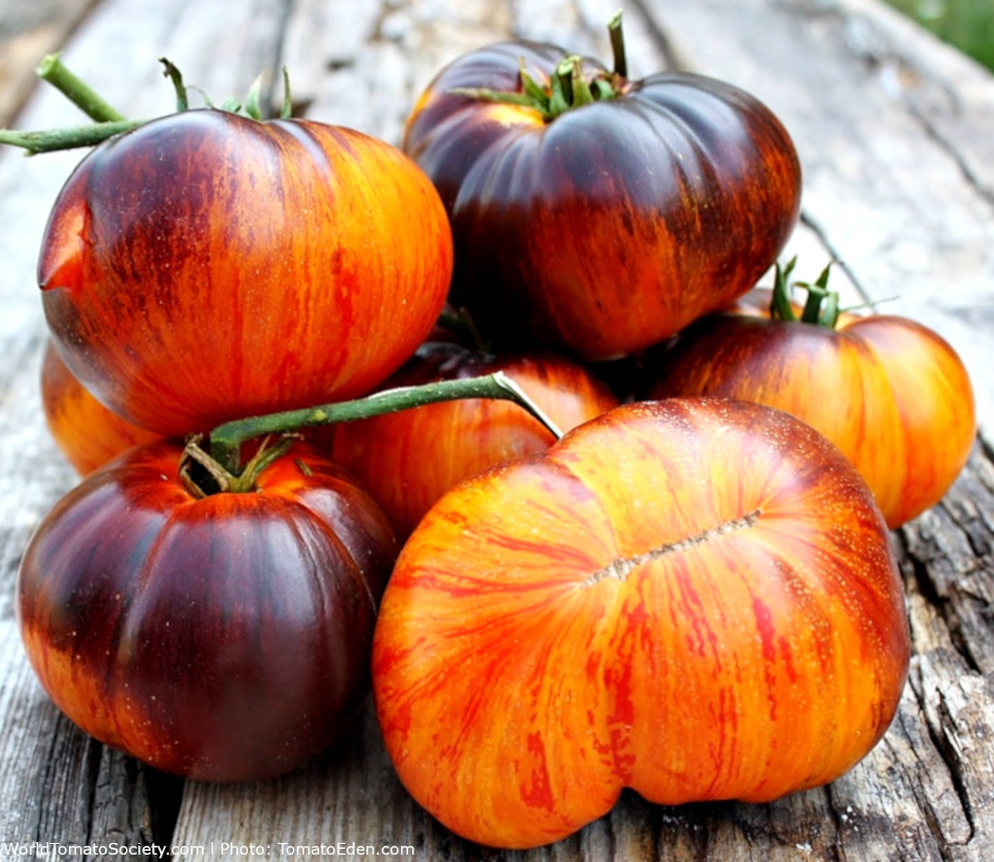 Tomatoes
