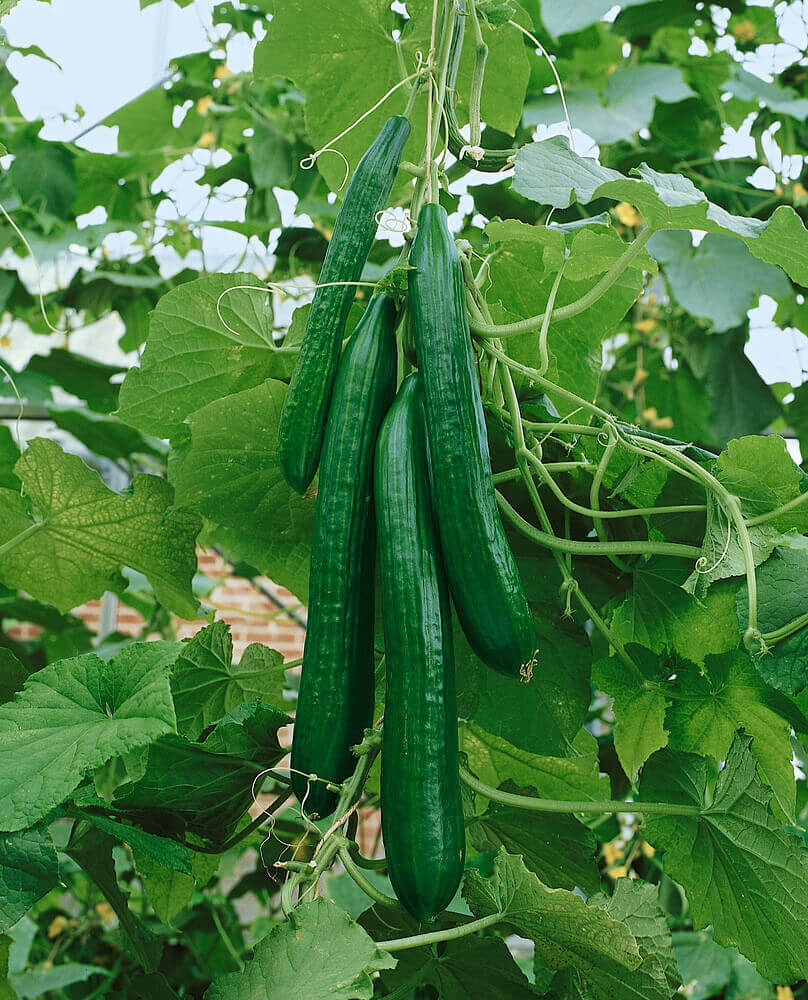 Vegetables - Seeds
