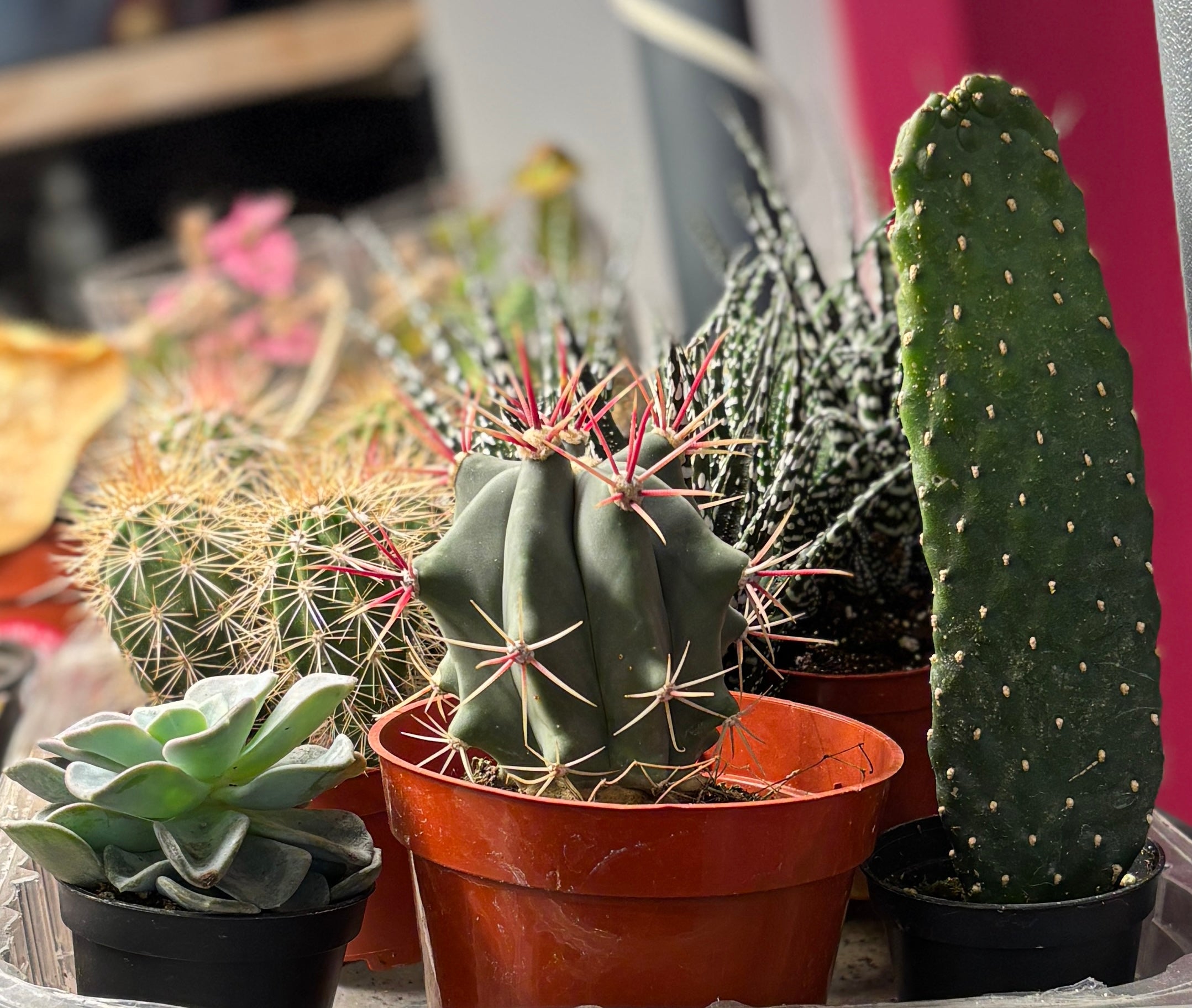 Cacti + Succulents