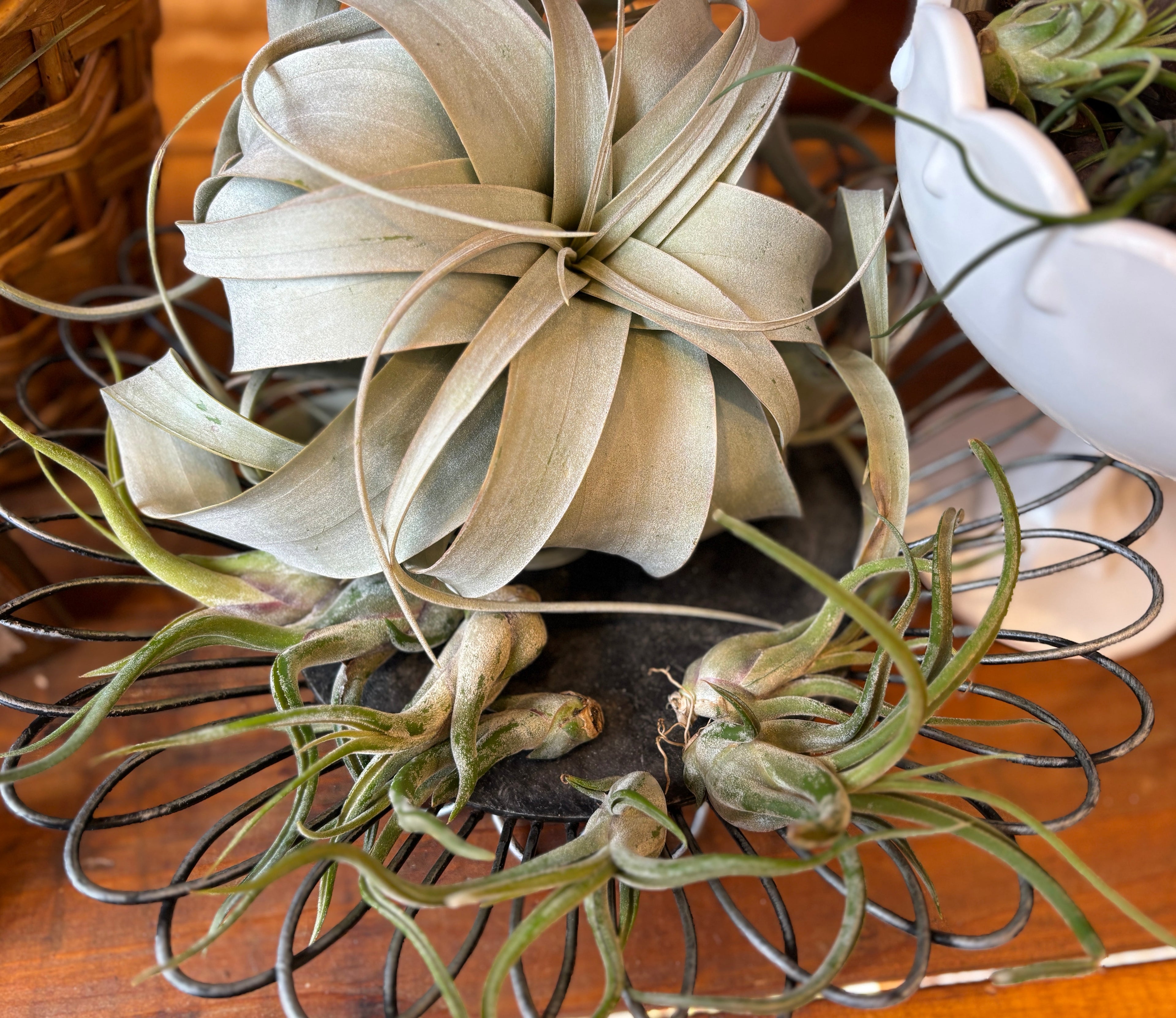 Air Plants