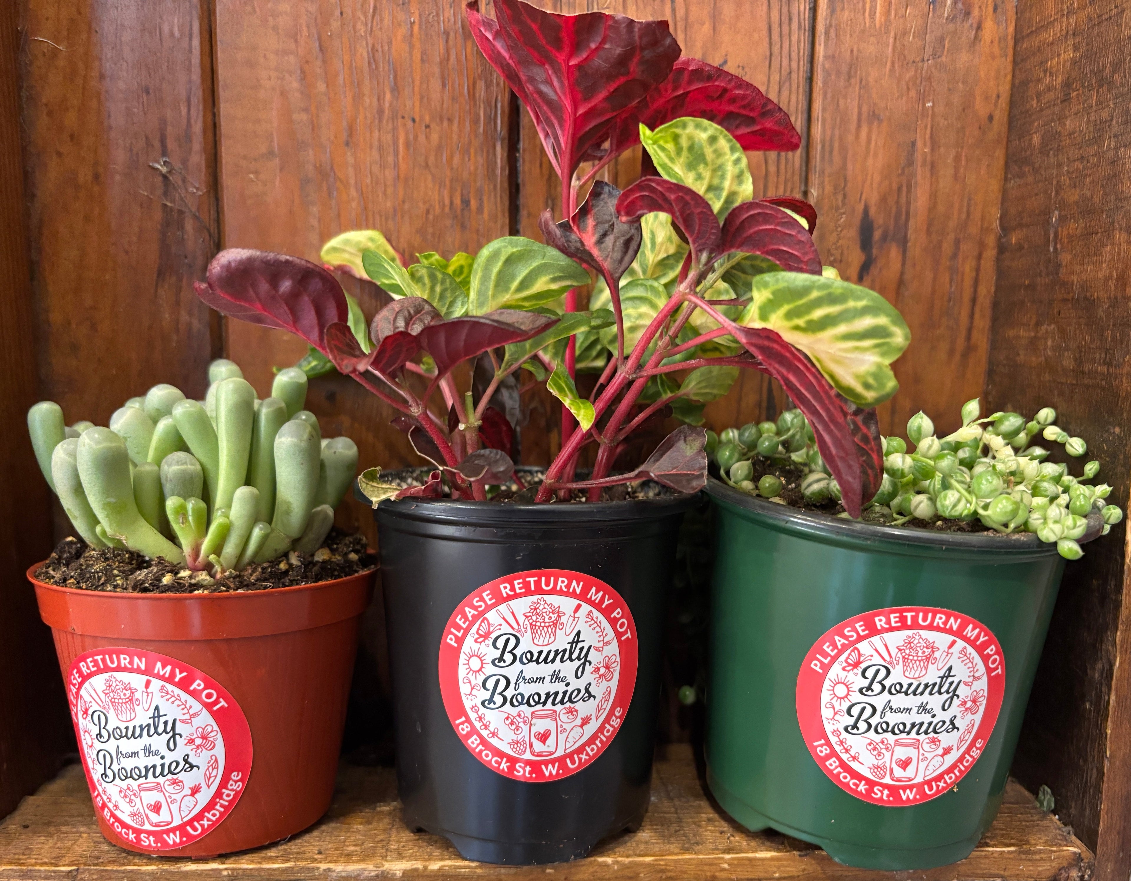 Weird + Wonderful Plants