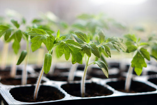 Seedlings