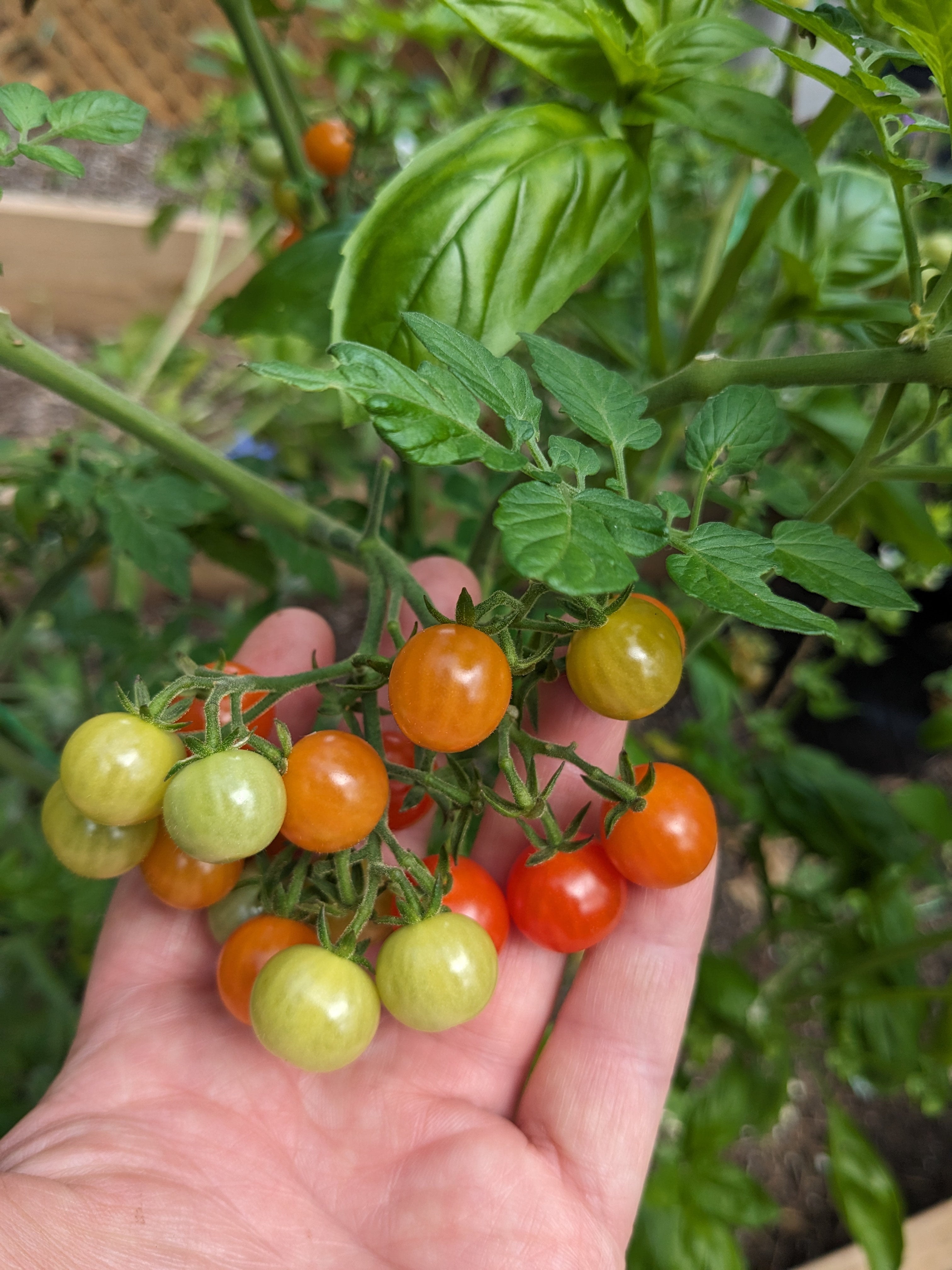 Vegetables - Plants