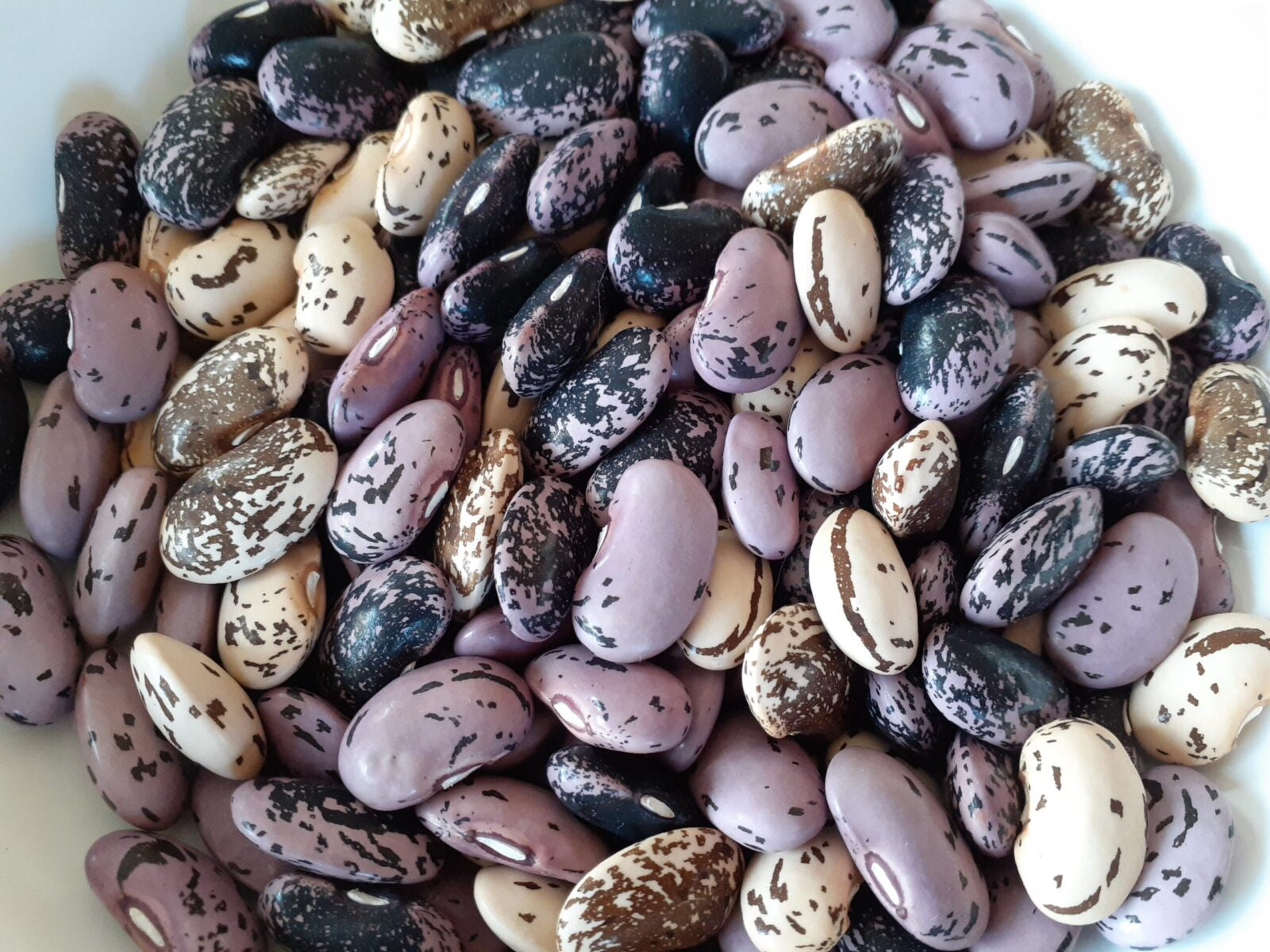 Seeds - All