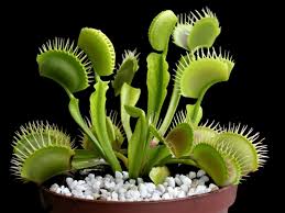 Carnivorous Plants