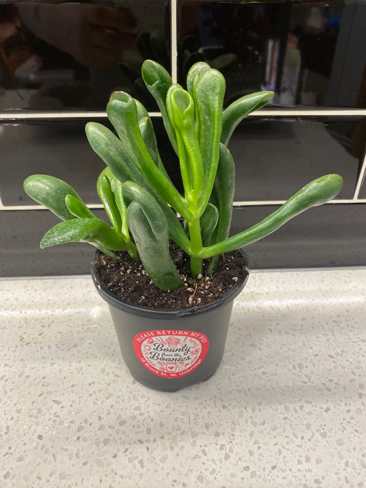 Cassula Ovata Gollum: Shrek Ears 6”