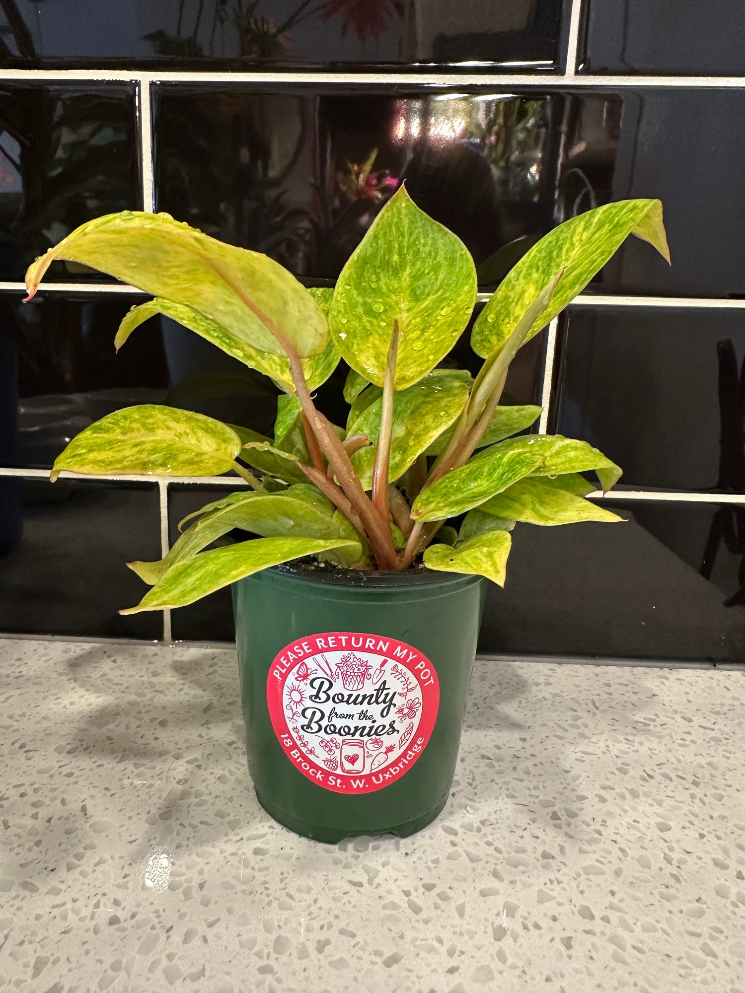 Philodendron Painted Lady
