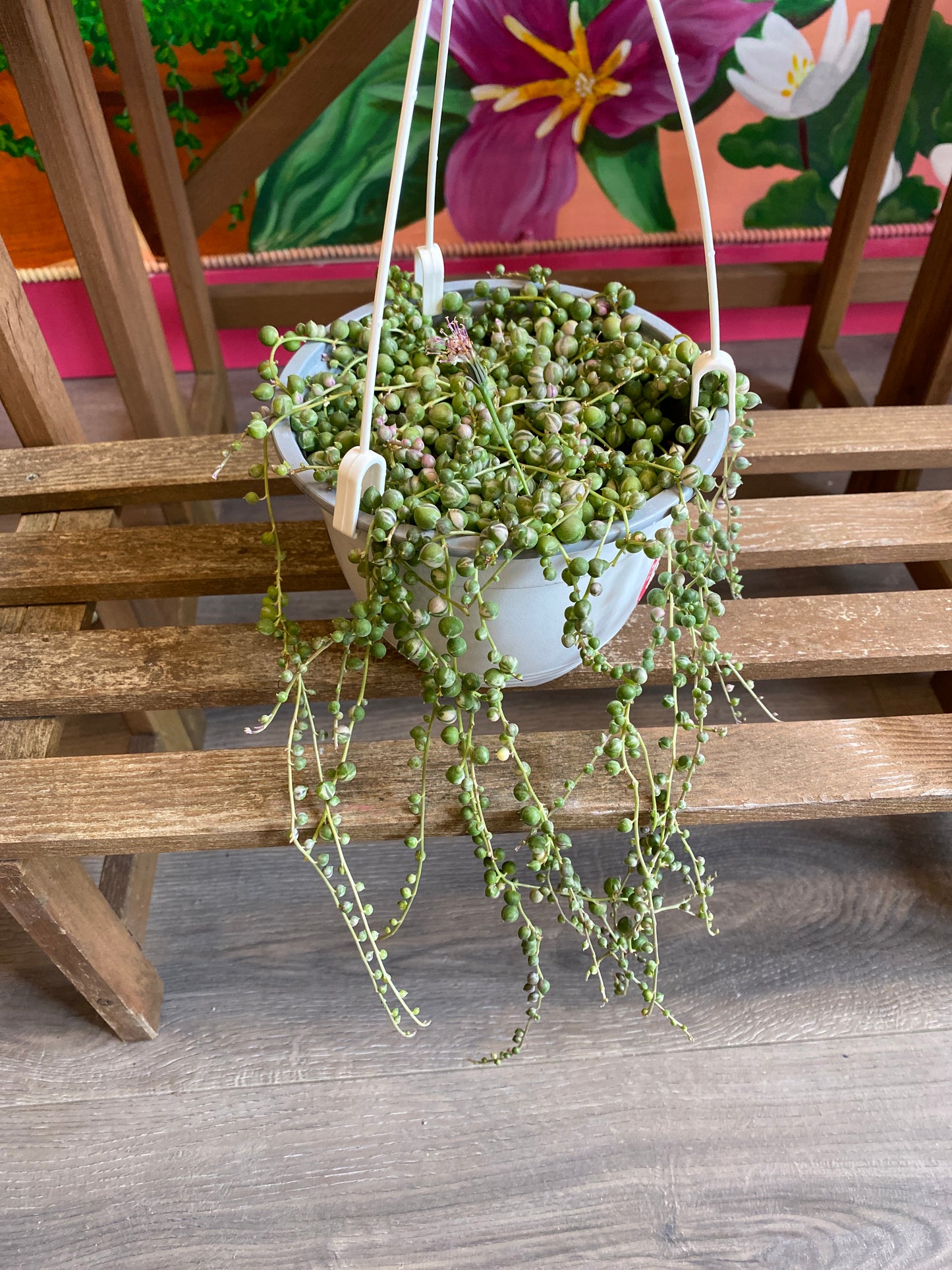 String of Pearls Vari Curio 6”