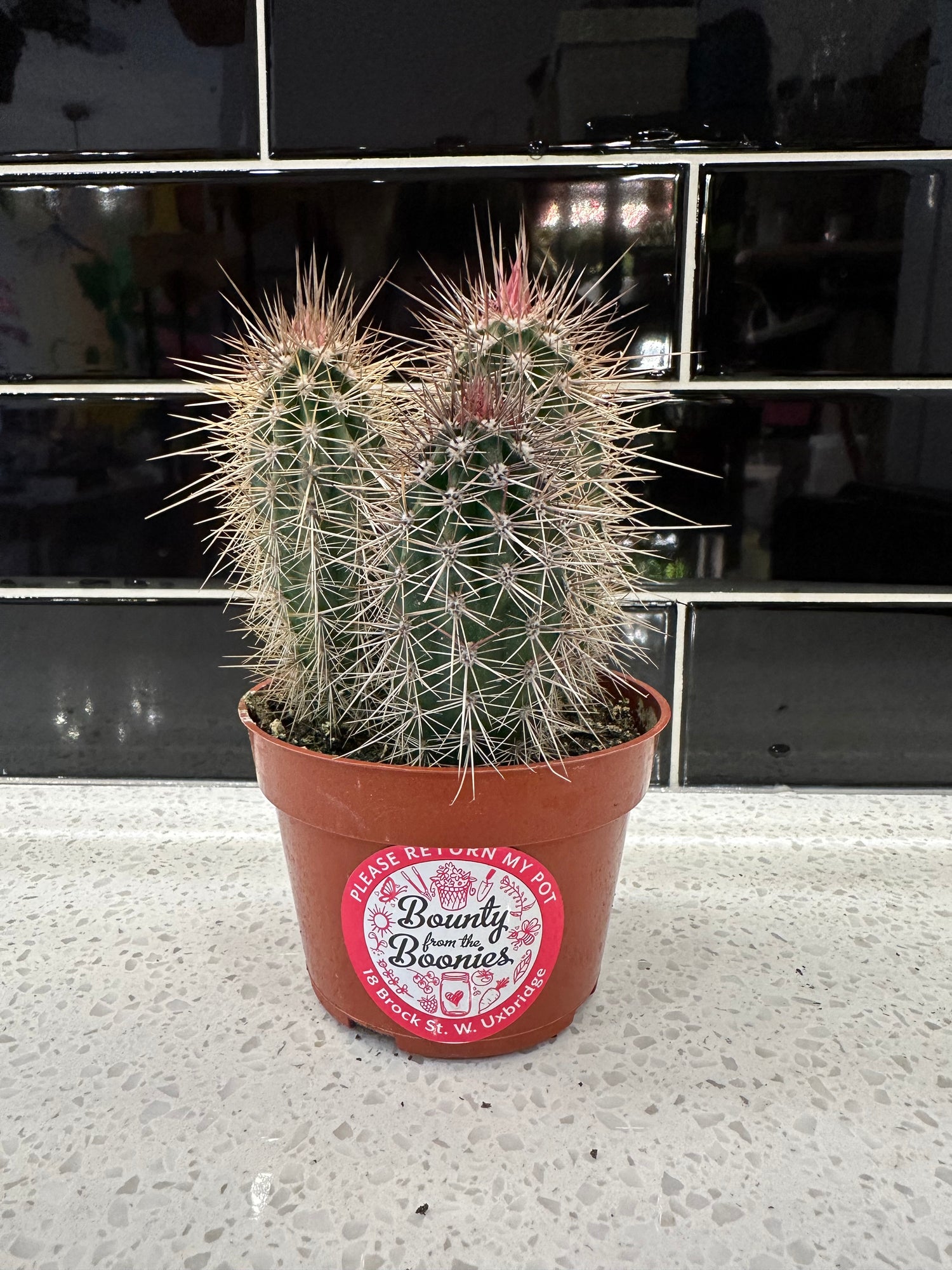 Pachycereus Pringlei - Cactus