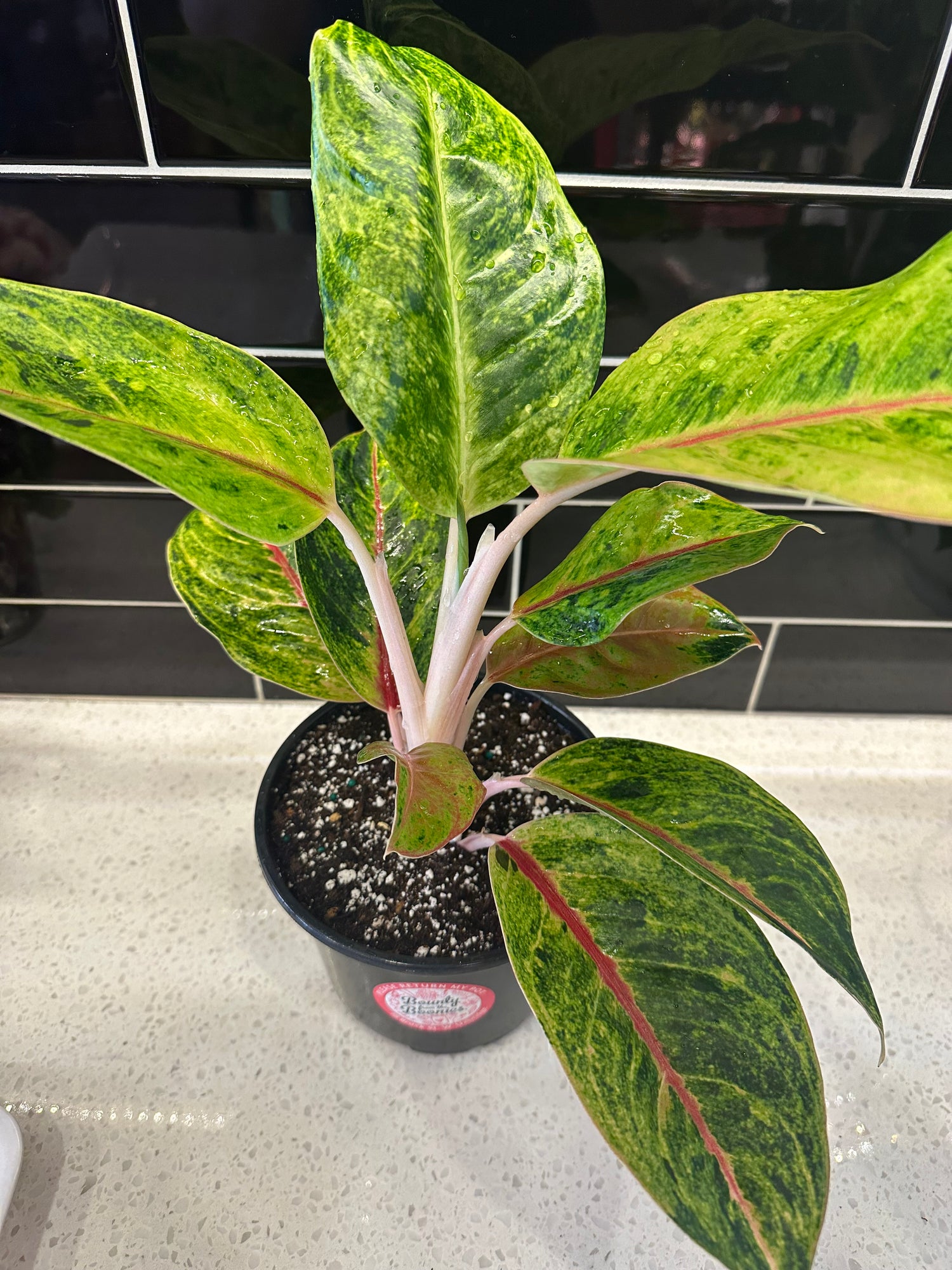 Chinese Evergreen - Green Papaya