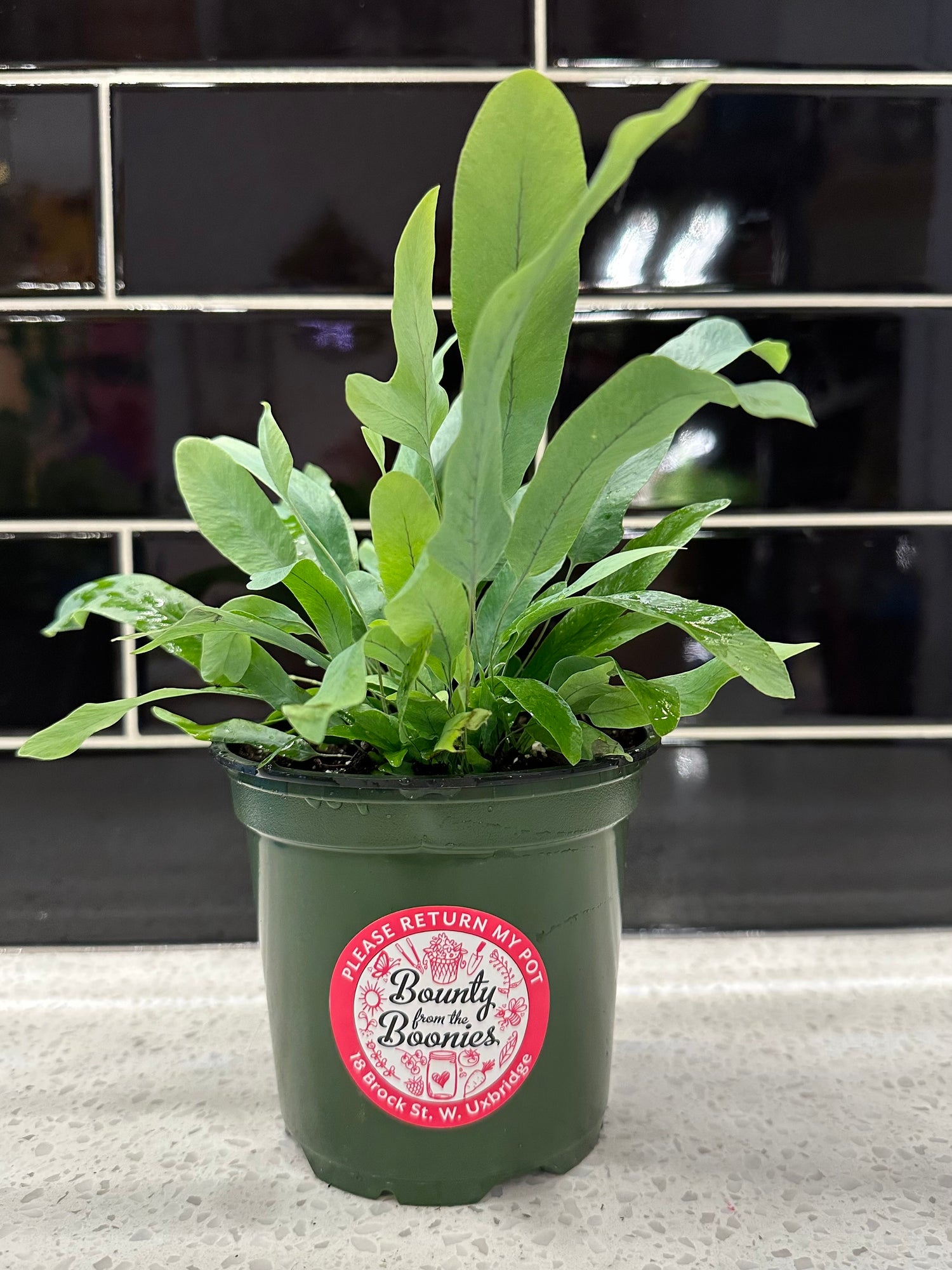 Blue Star Fern
