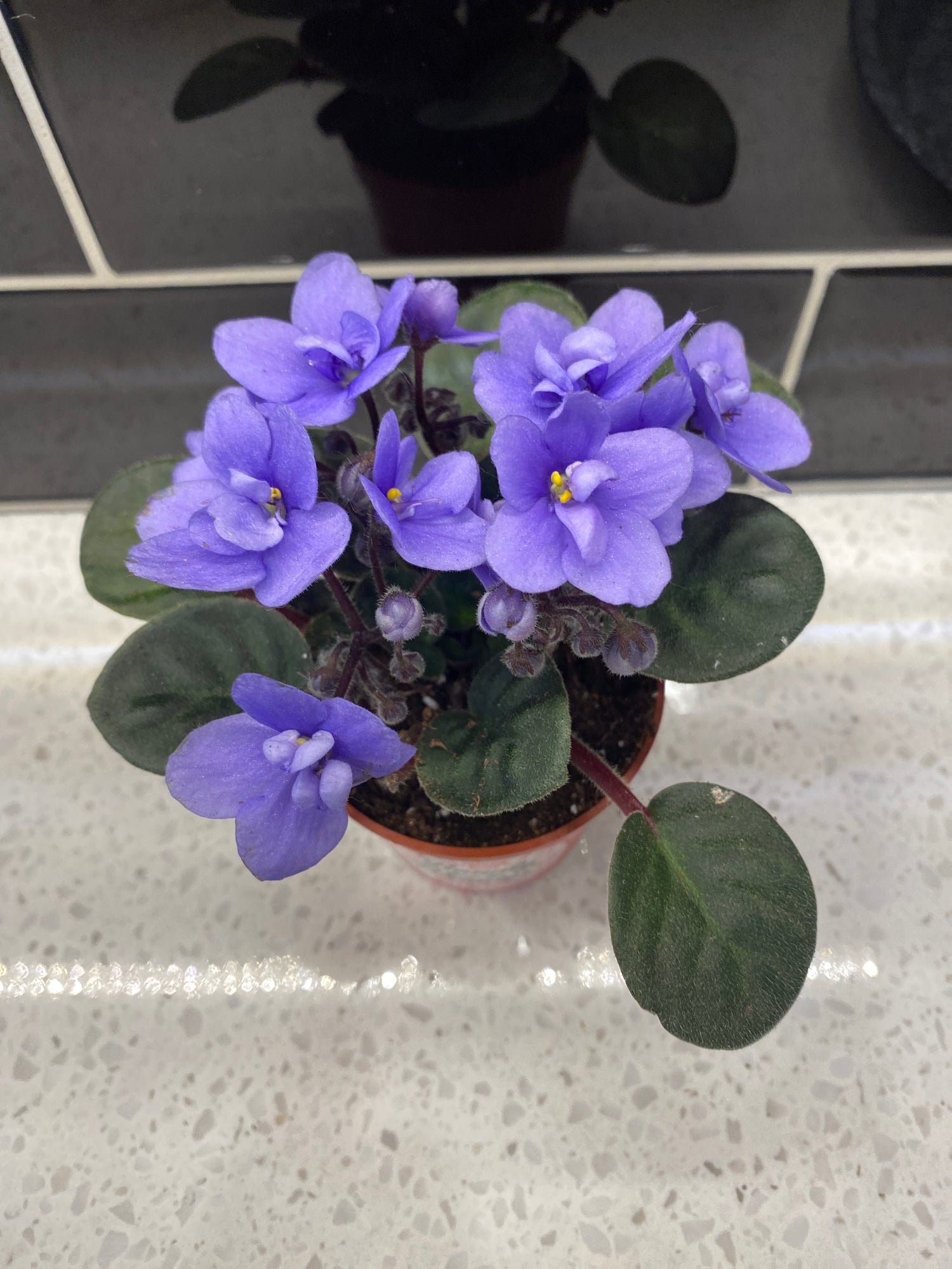 African Violet 3"