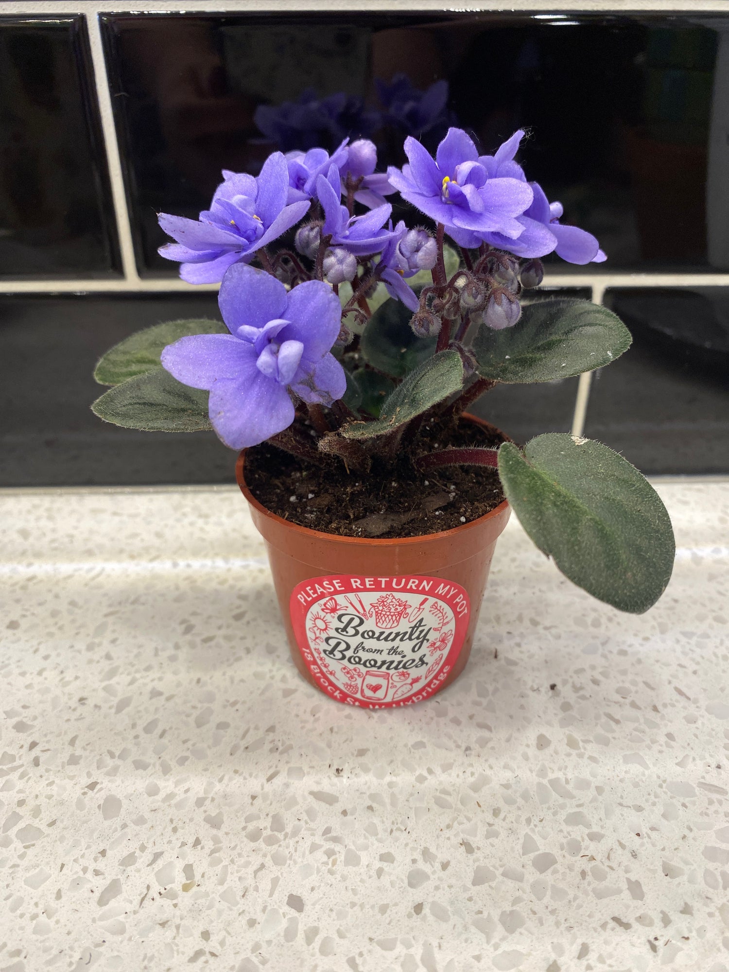 African Violet 3"