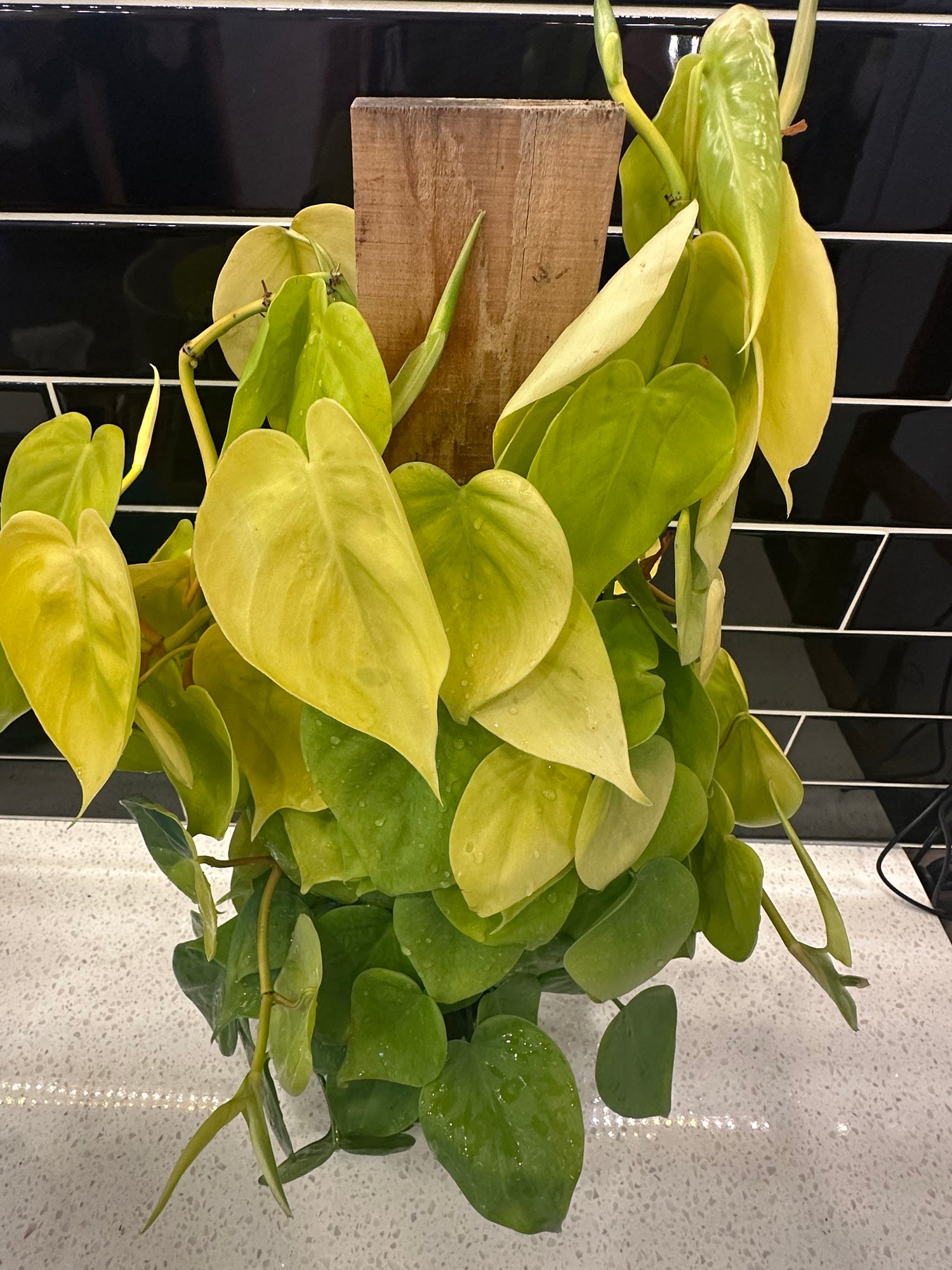 Pothos - Climbing Pole Neon