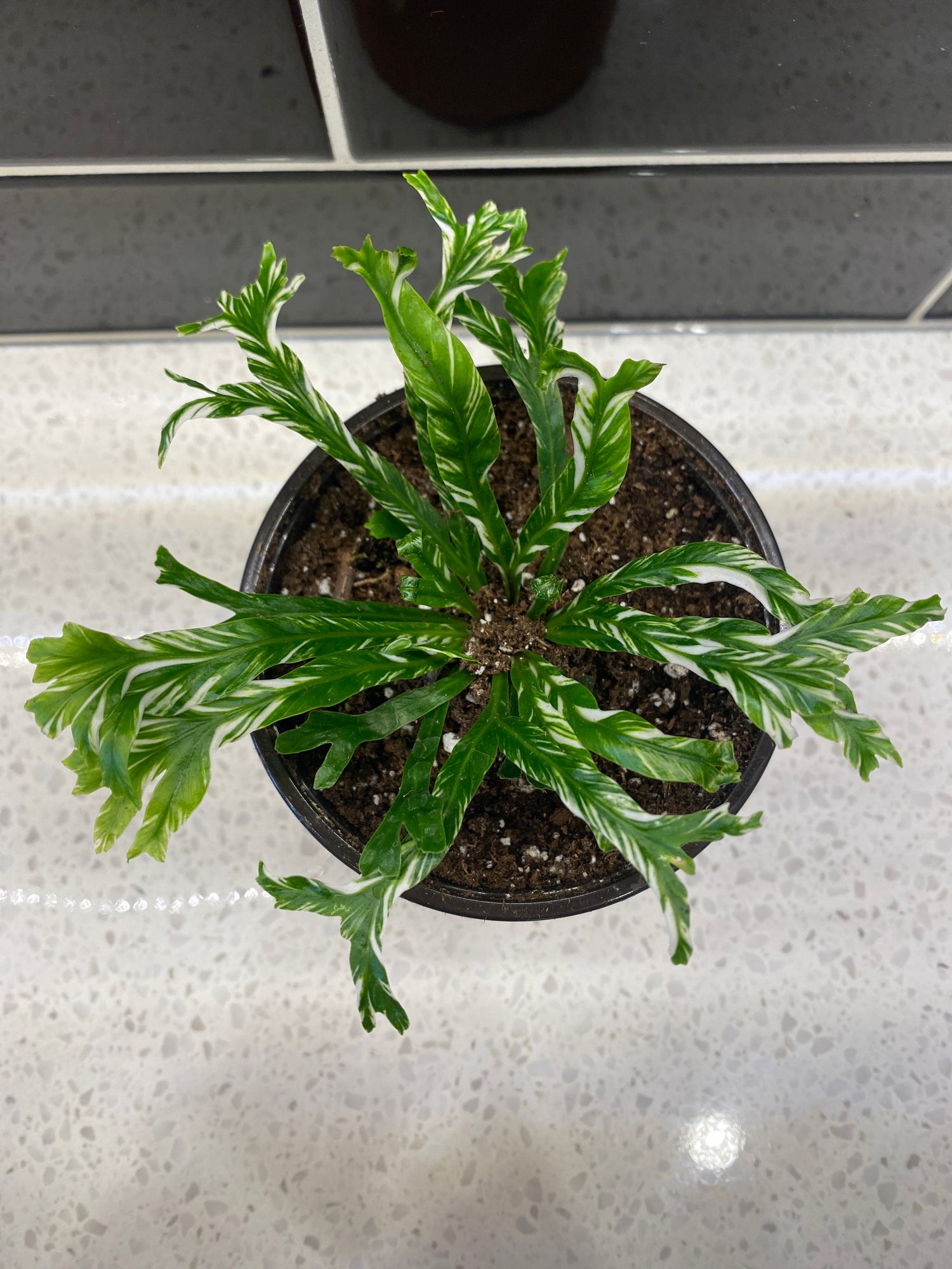 Birds Nest Fern - Varigated