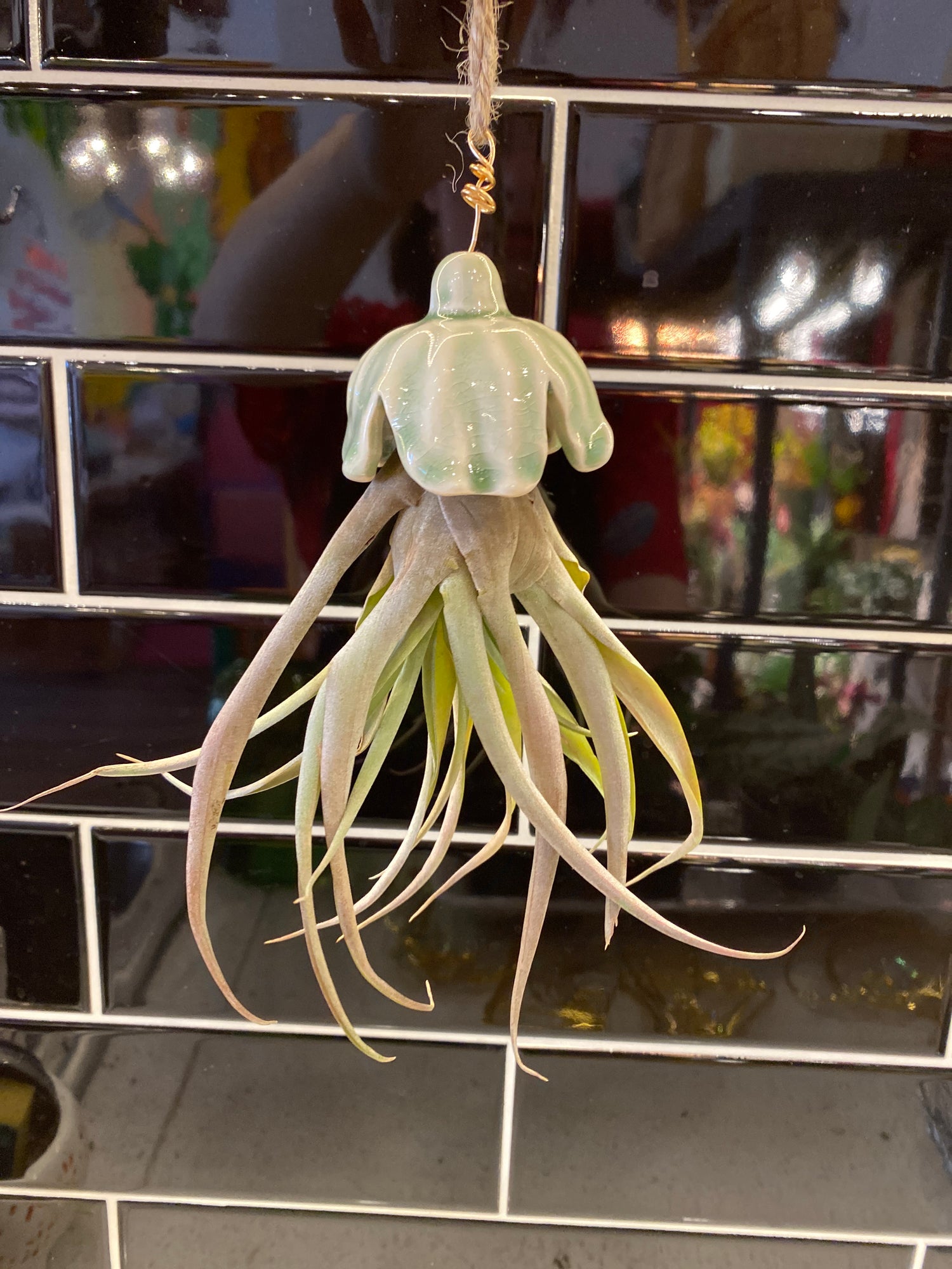 Flower Air Plant
