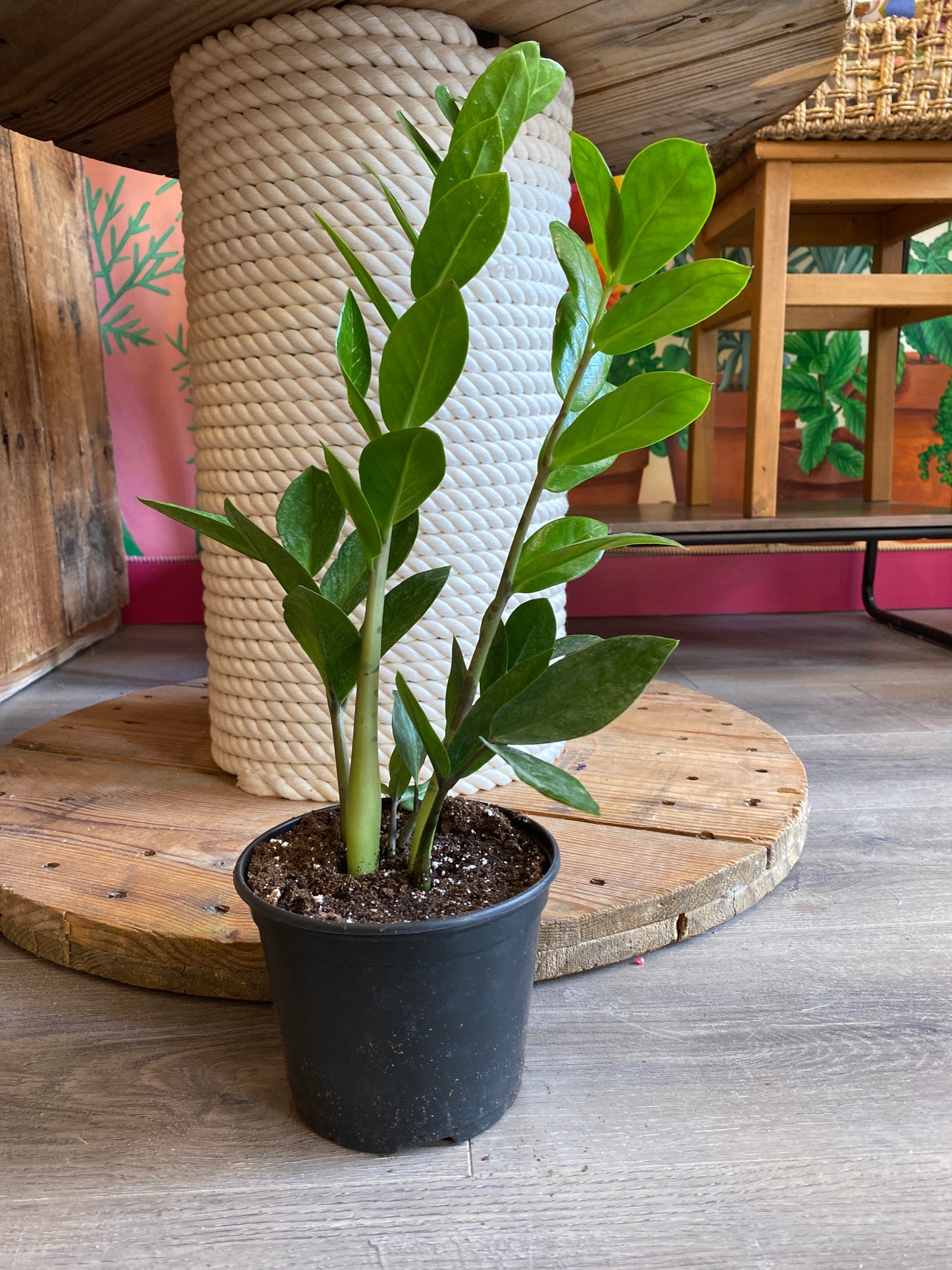 ZZ Plant