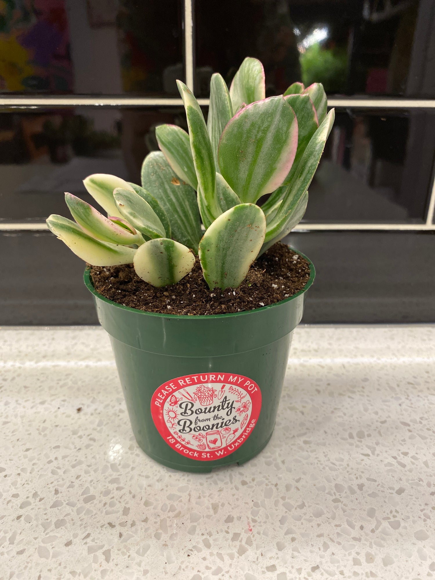 Jade Plant - Tri colour  3.5”