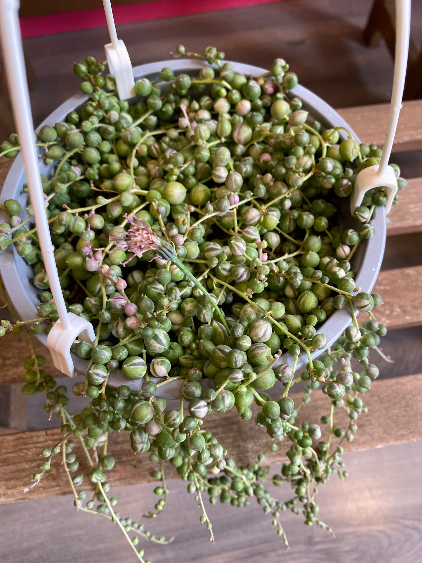 String of Pearls Vari Curio 6”