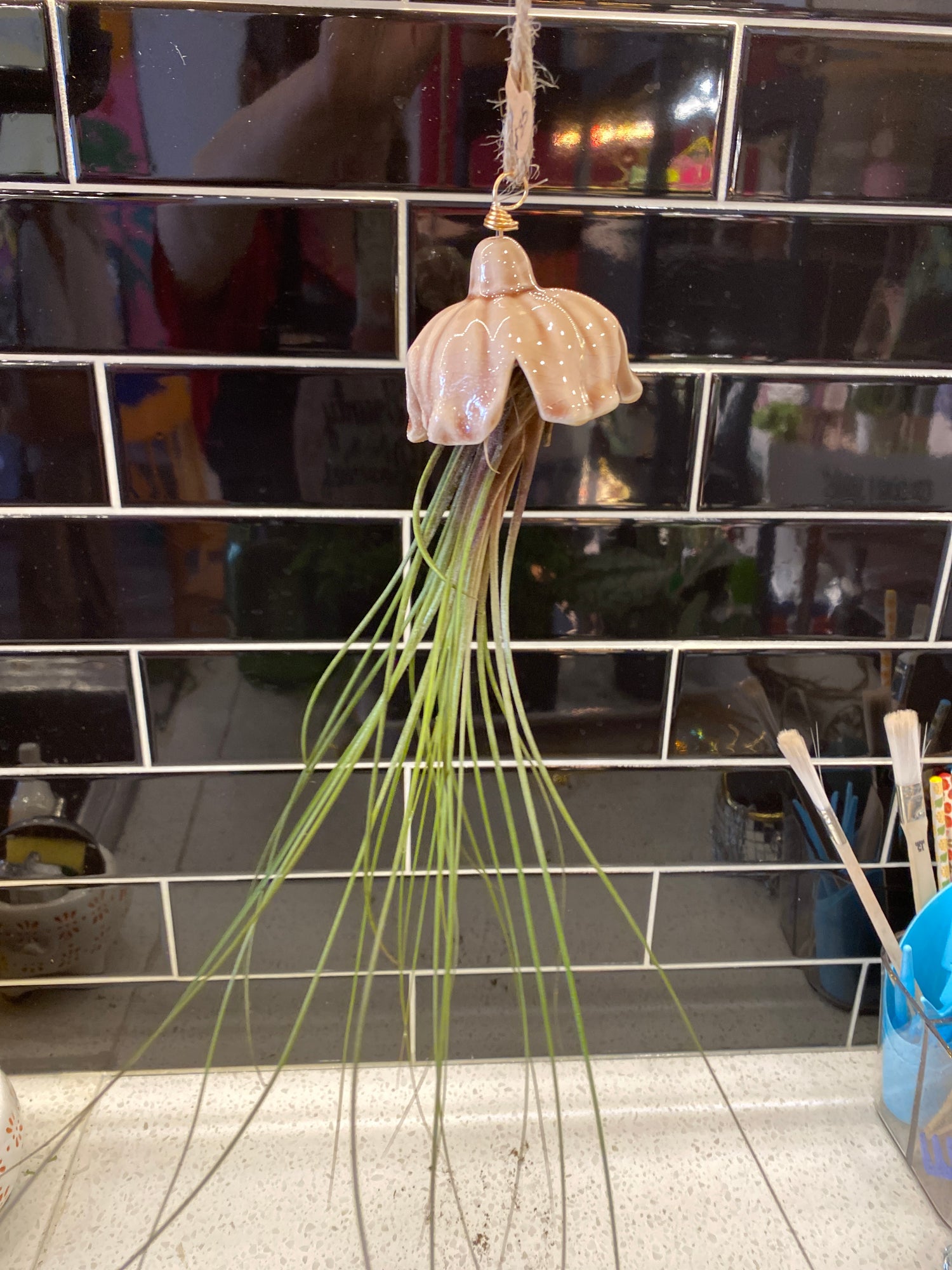 Flower Air Plant