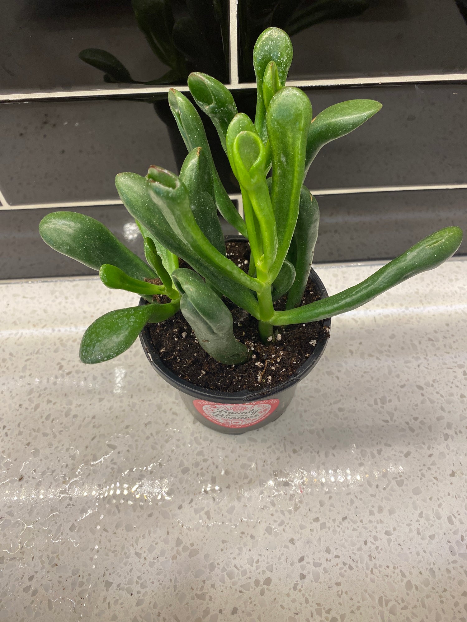 Cassula Ovata Gollum: Shrek Ears 6”