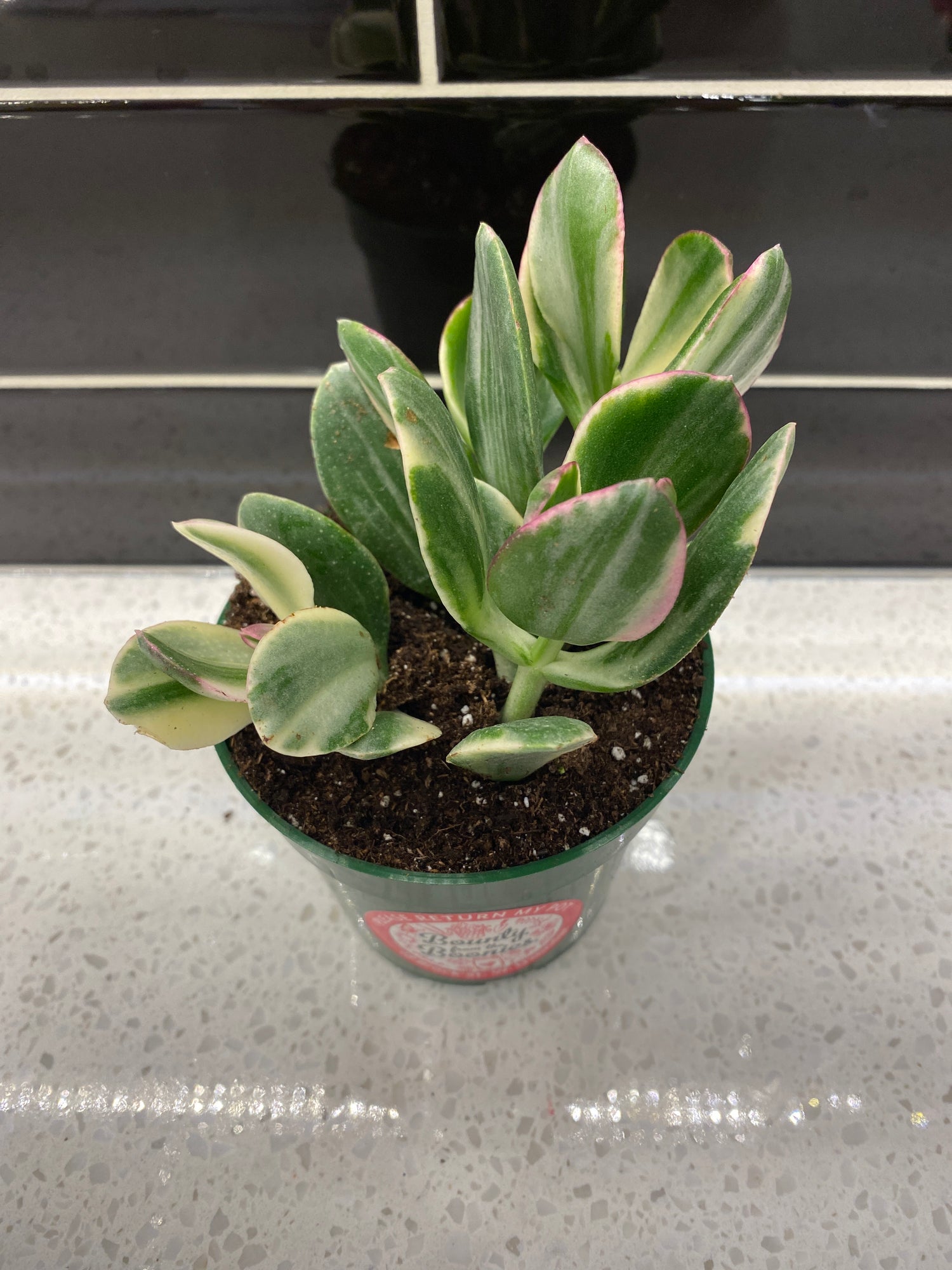 Jade Plant - Tri colour  3.5”