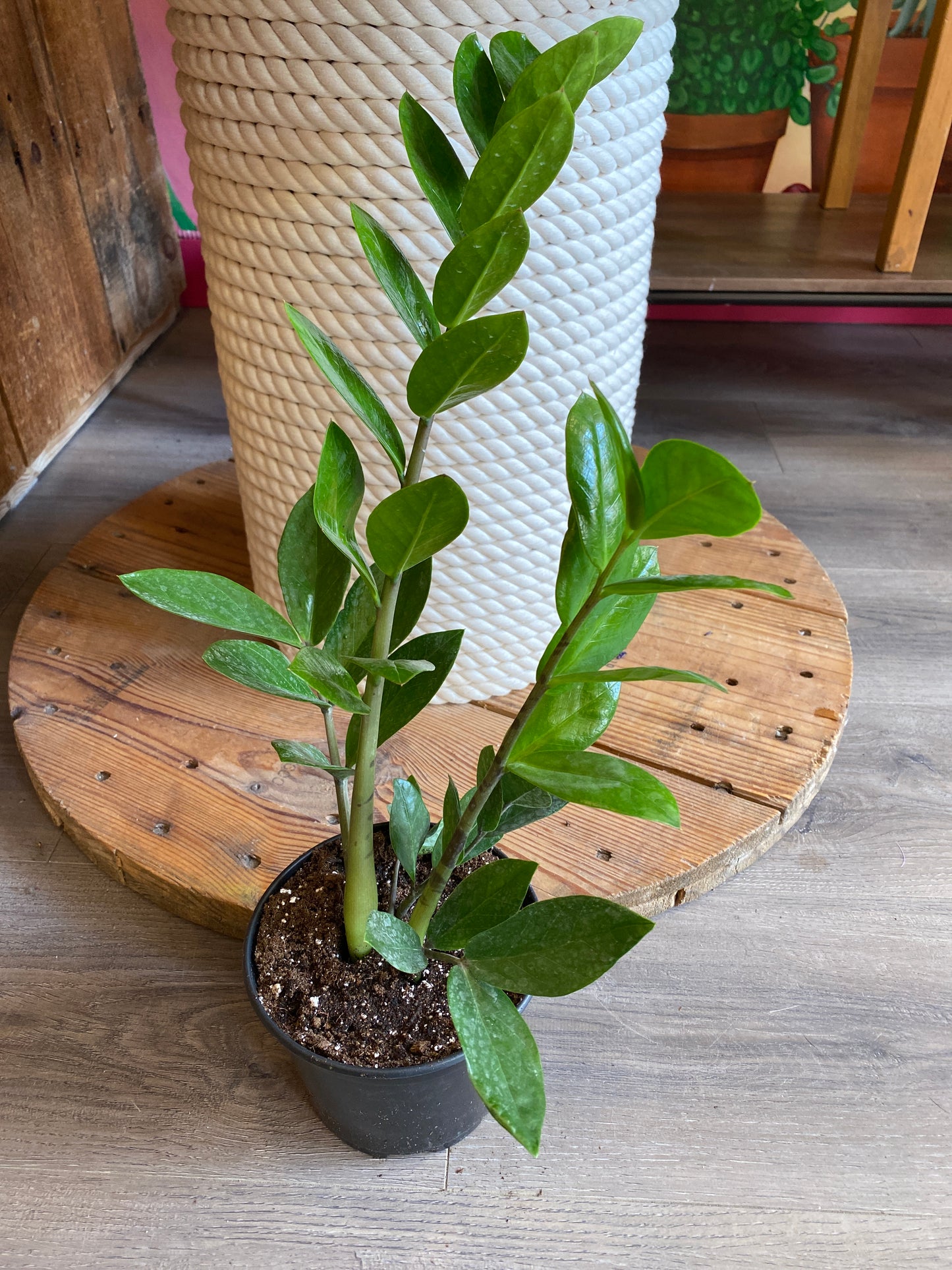 ZZ Plant