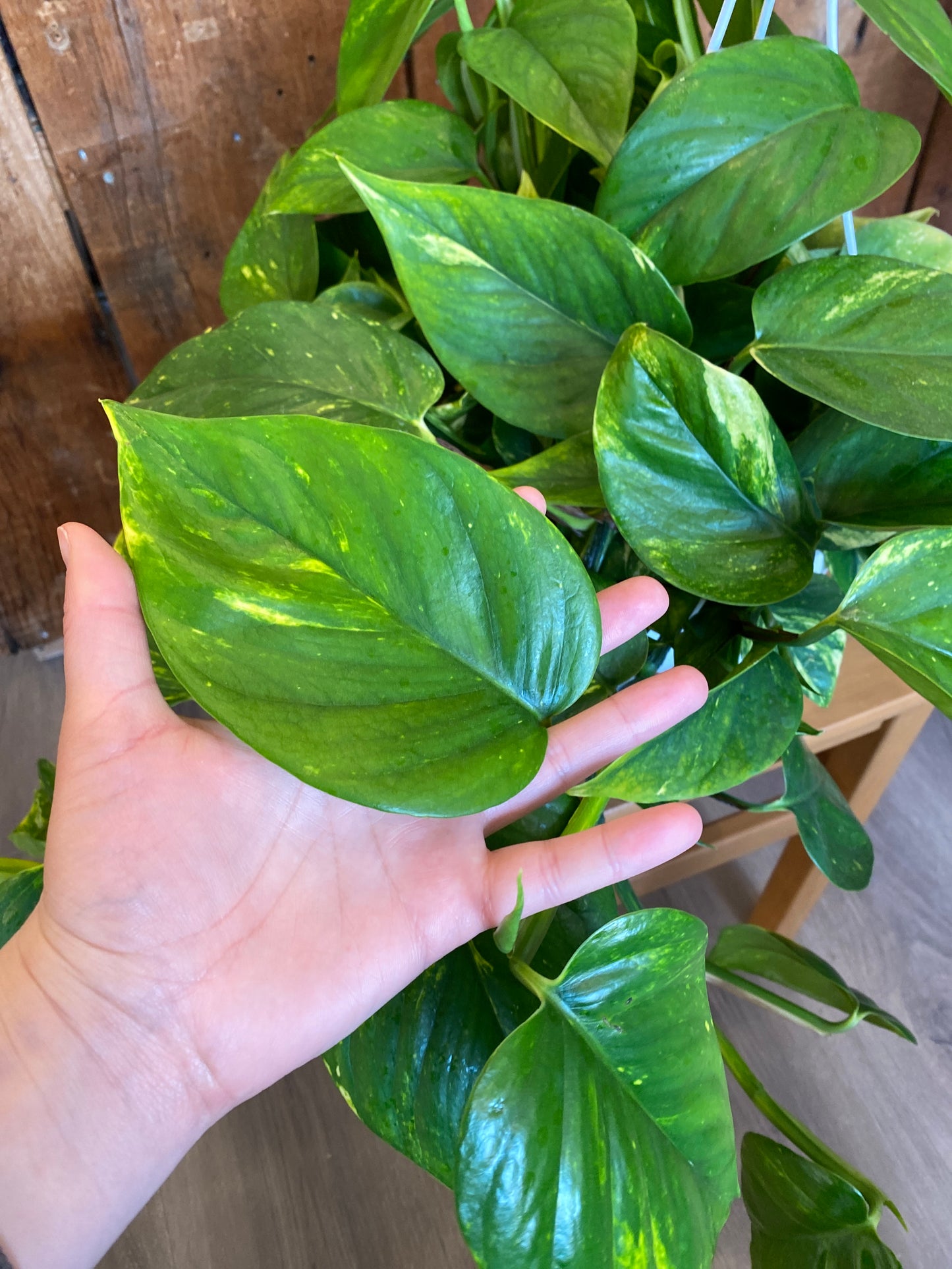 Pothos - Hawaiian