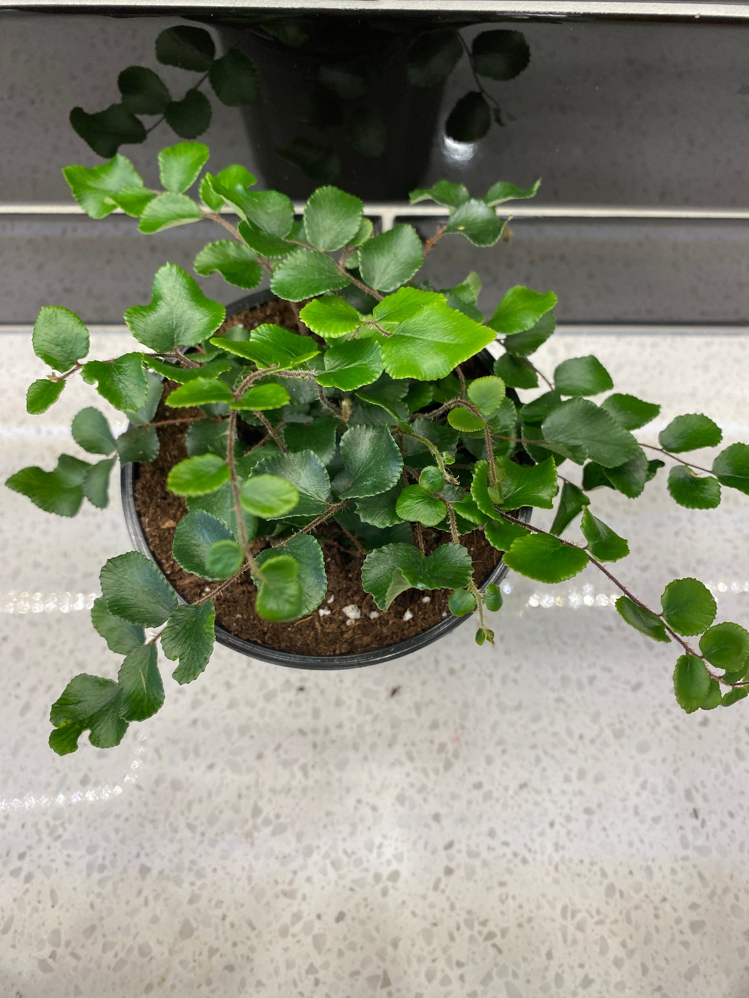 Button Fern