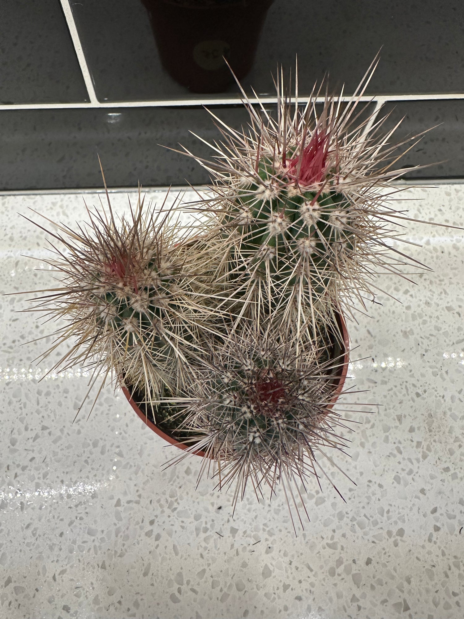 Pachycereus Pringlei - Cactus