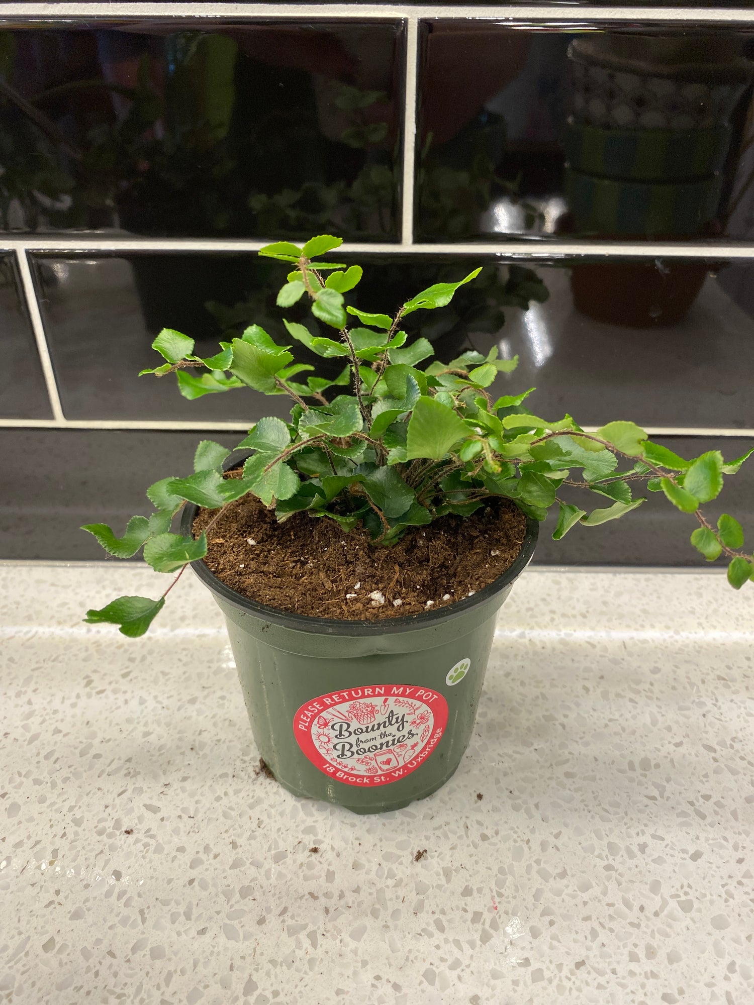 Button Fern