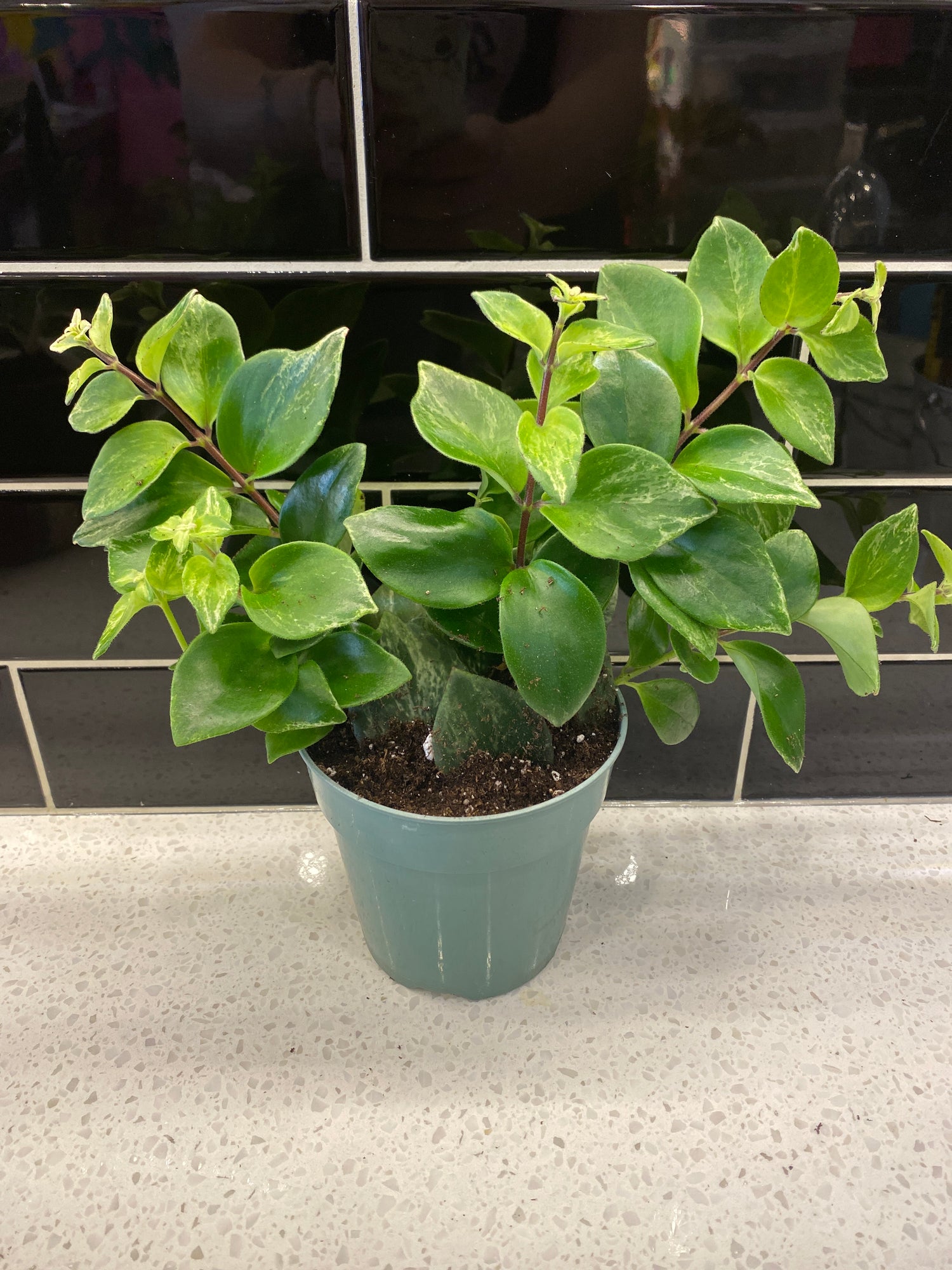 Lipstick Plant “Mona Lisa” - Varigated