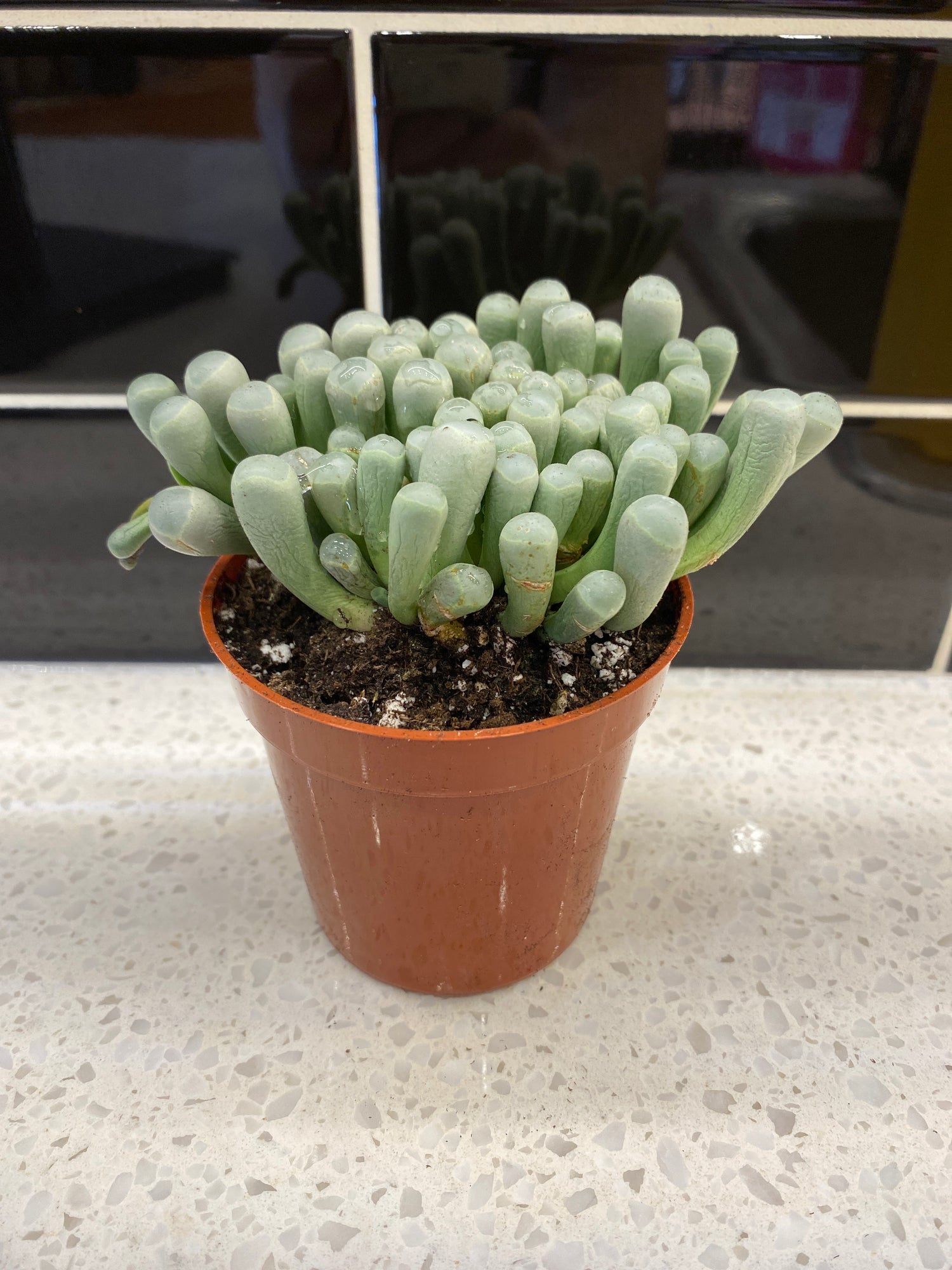 Baby Toes 3"