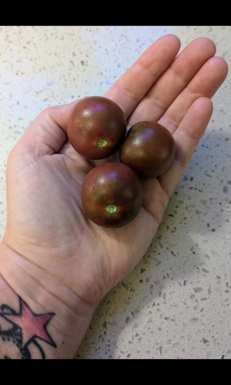 Tomato, Black Cherry Seeds