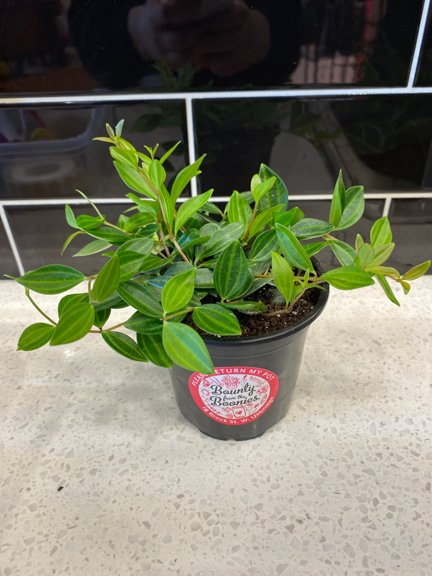 Weeping Jade - Variegated 4”
