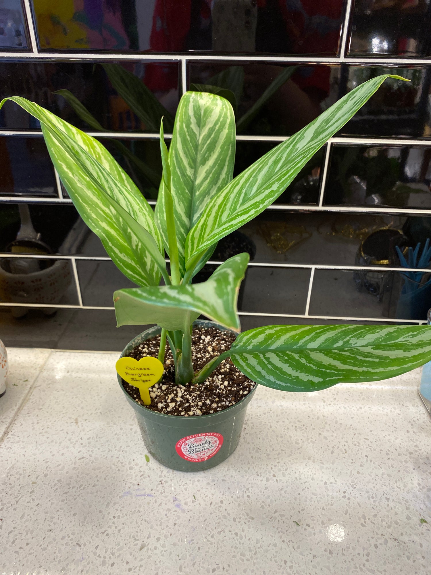 Chinese Evergreen - Stripes 6"