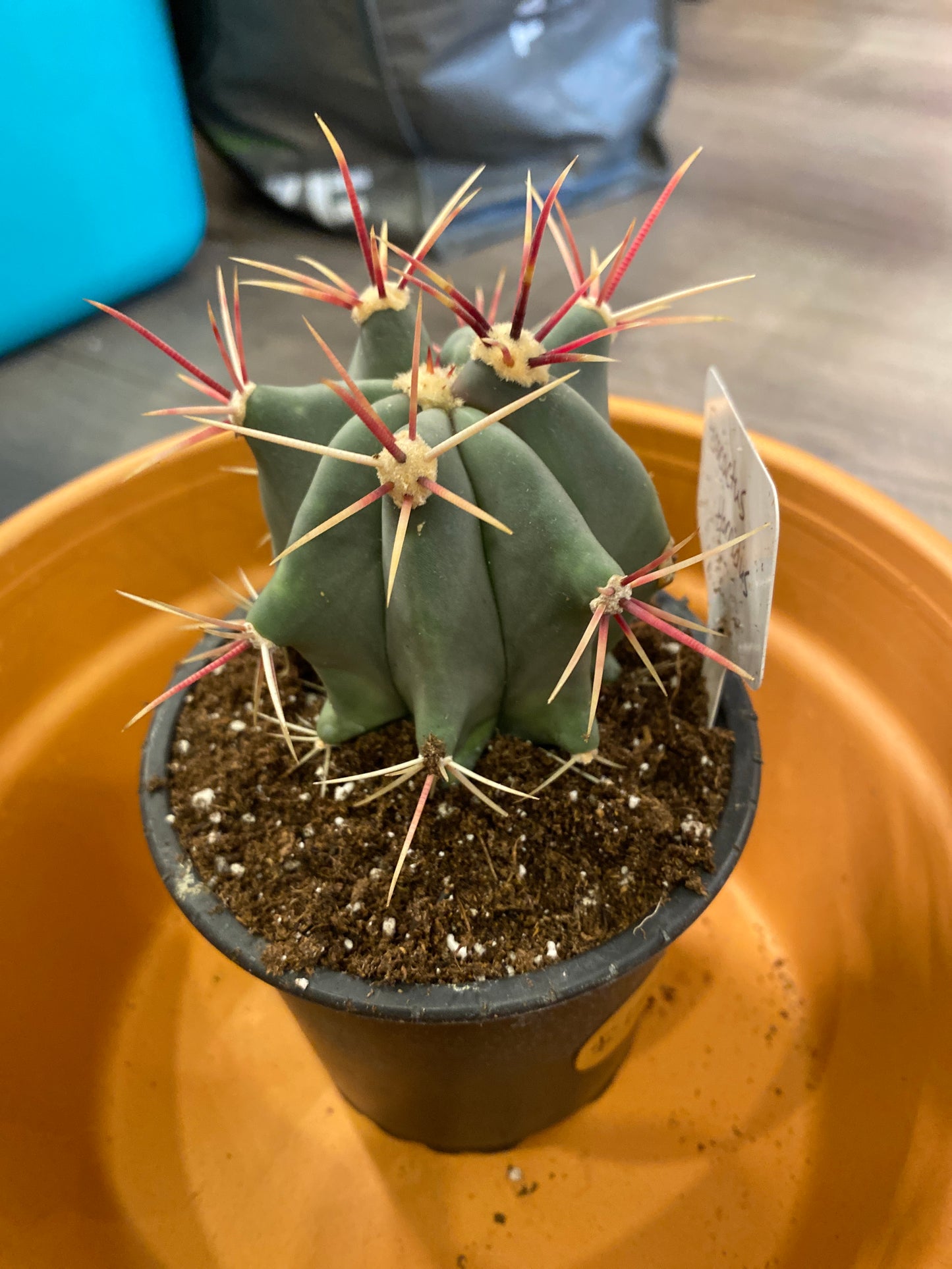 Ferocactus Horridus