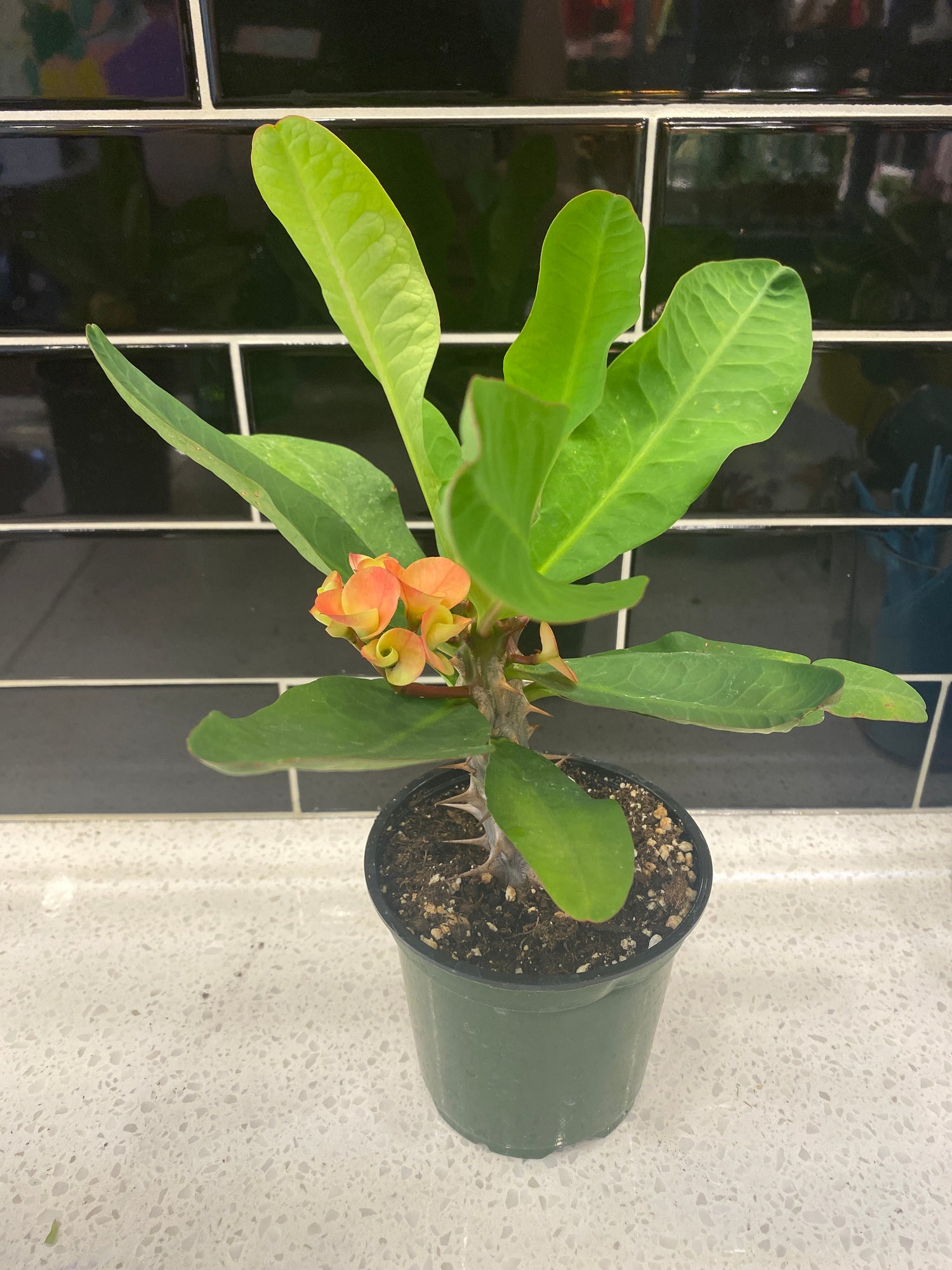 Crown of Thorns - Peach Melba 4"