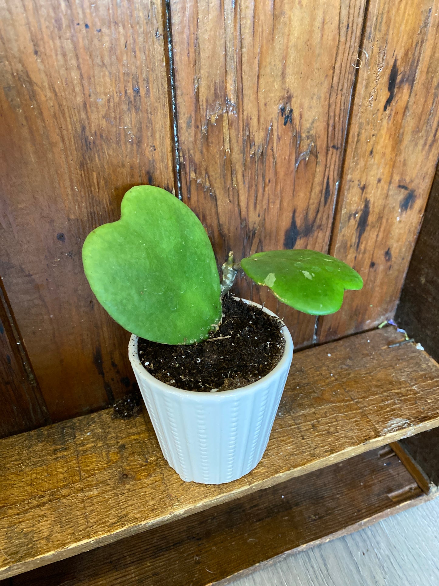 Sweet Heart - Hoya Kerri potted