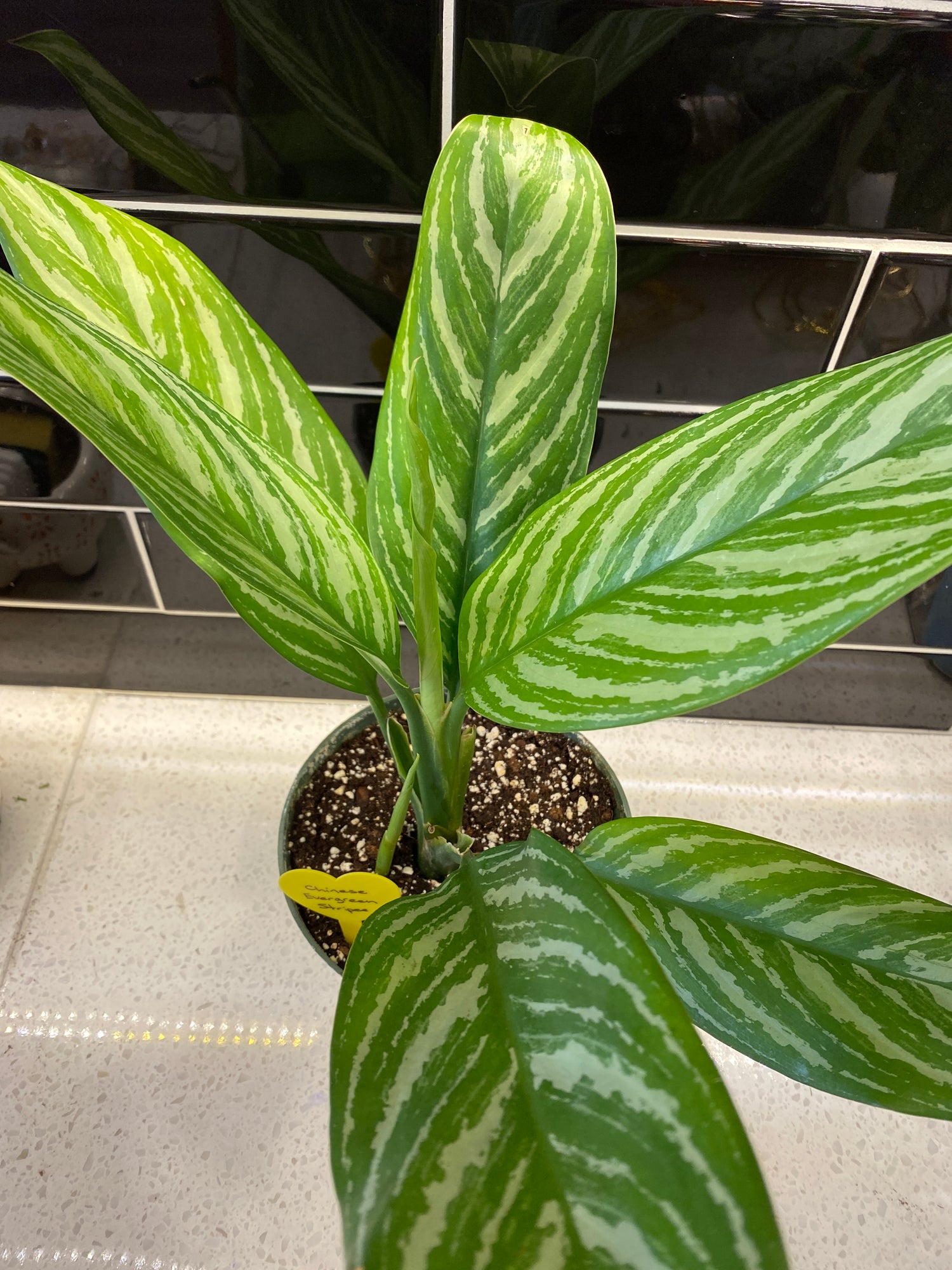 Chinese Evergreen - Stripes 6"