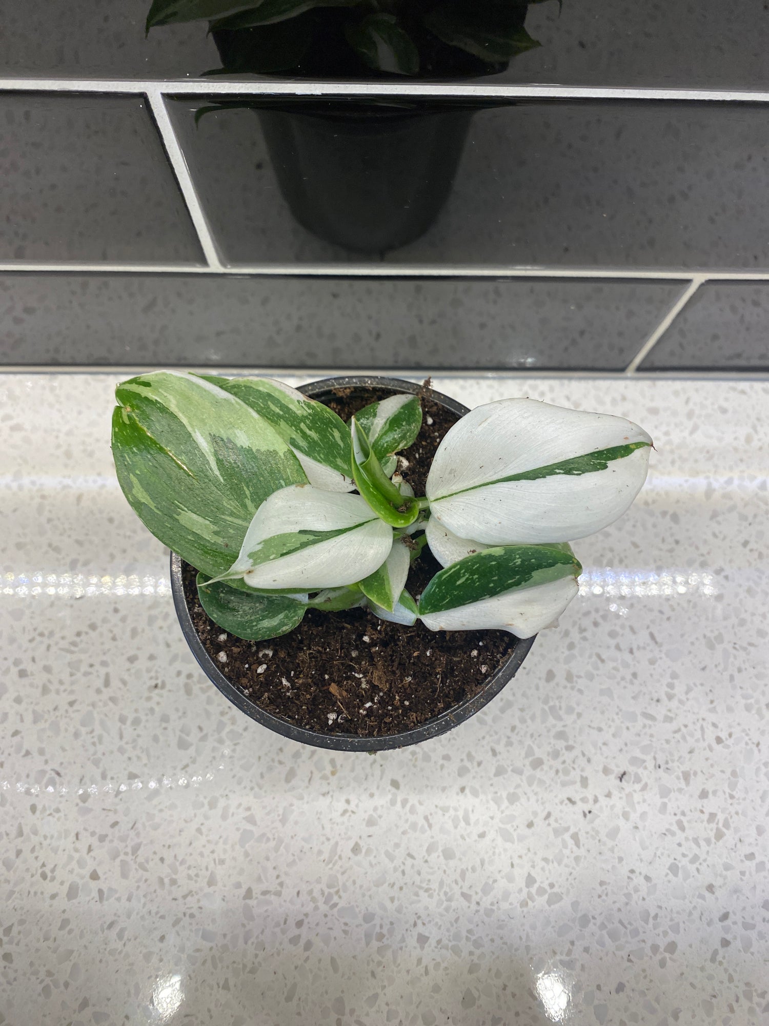 Philodendron - White Wizard 4”