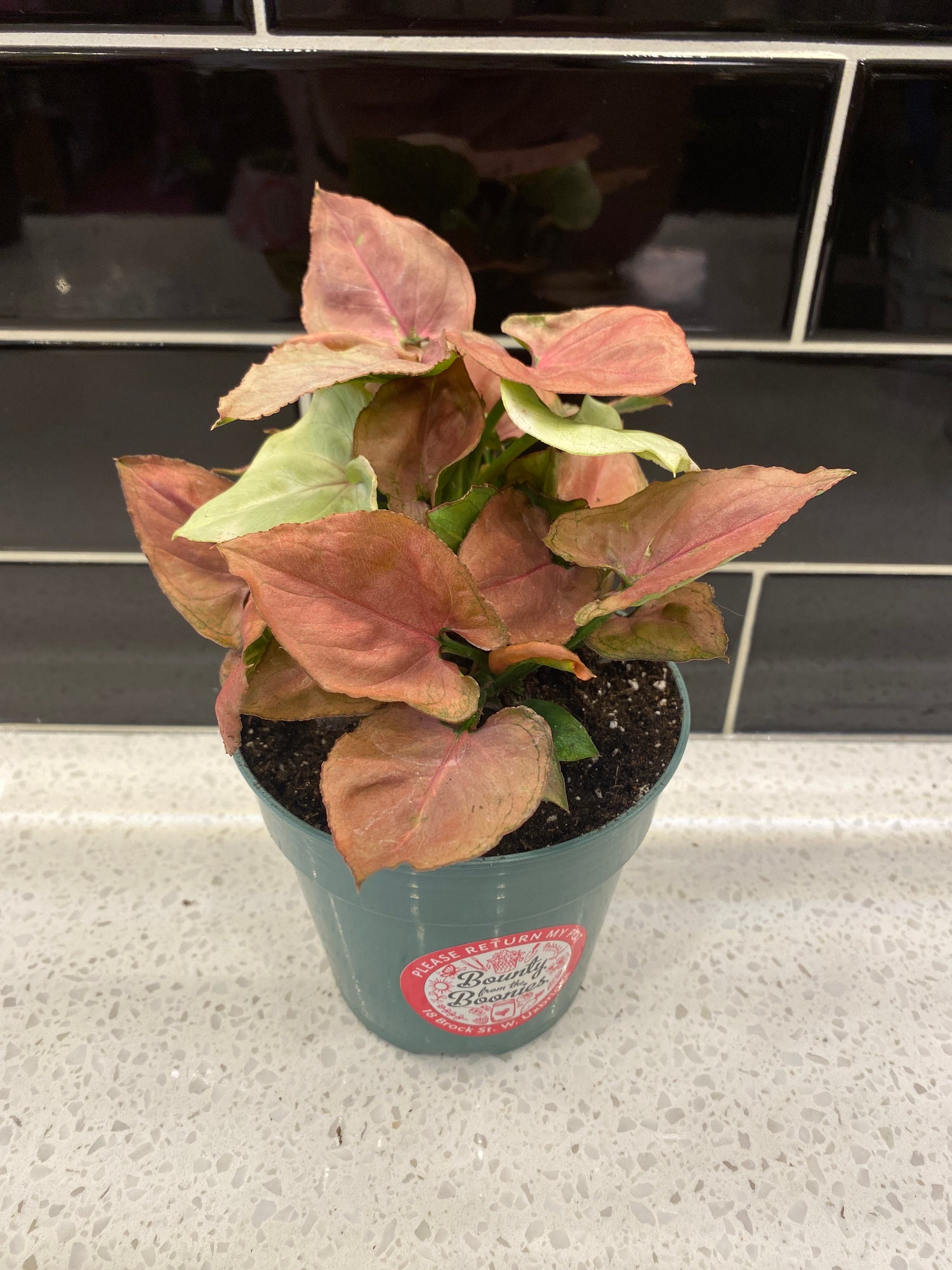Syngonium - Pink Perfection