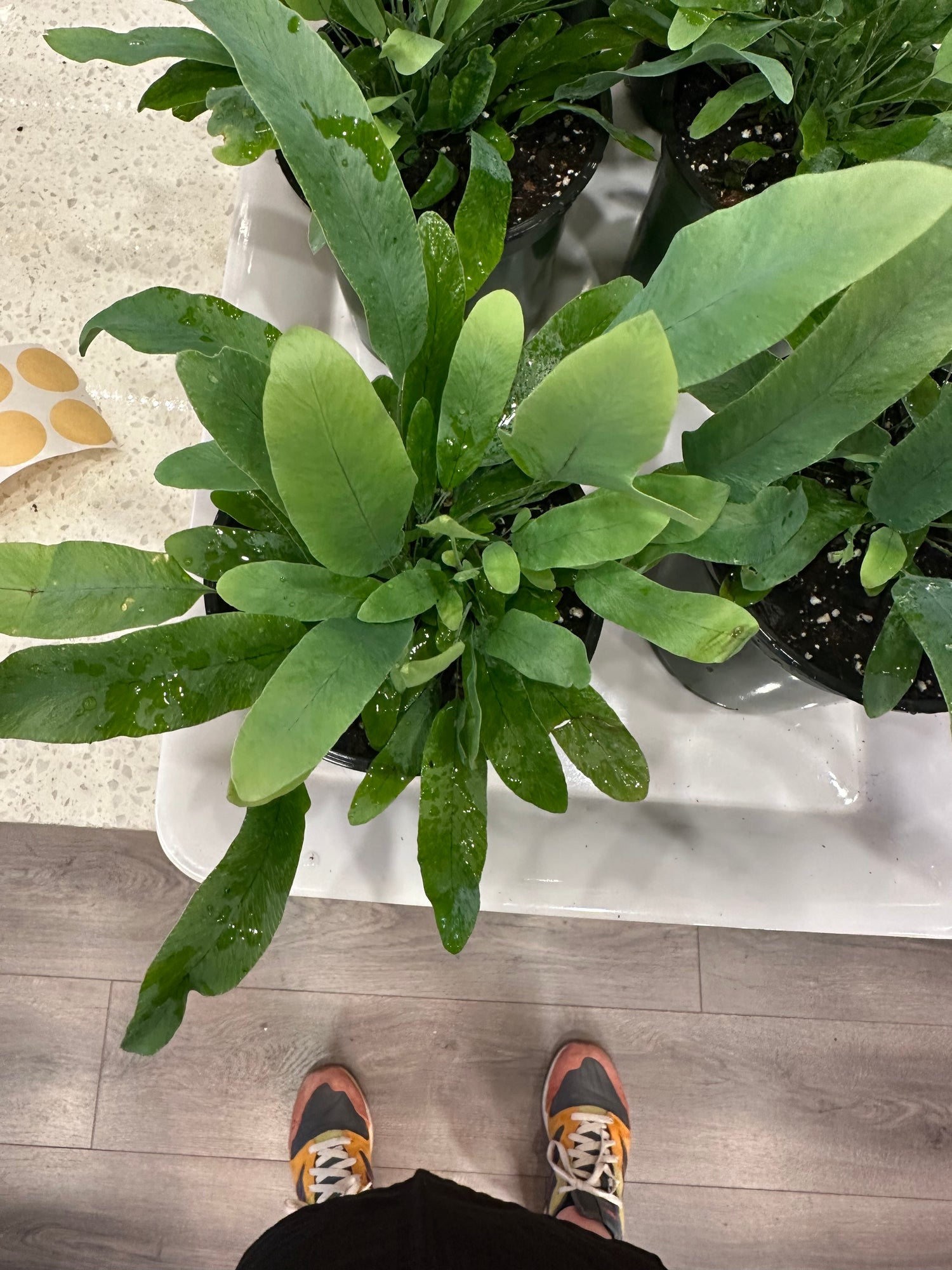 Blue Star Fern