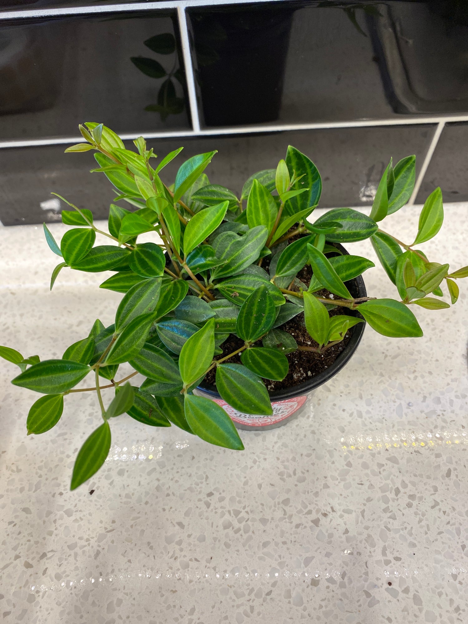 Weeping Jade - Variegated 4”