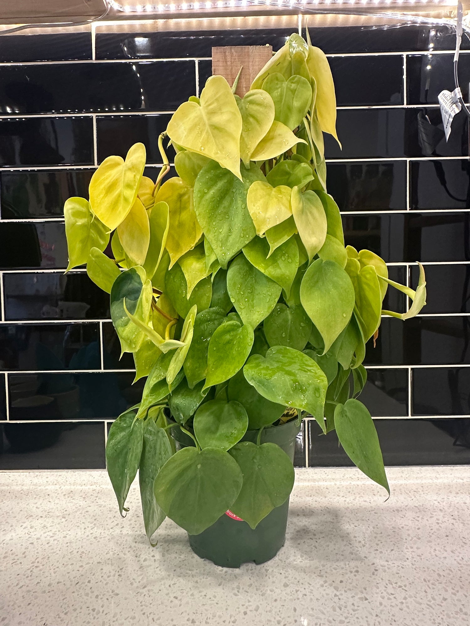 Pothos - Climbing Pole Neon