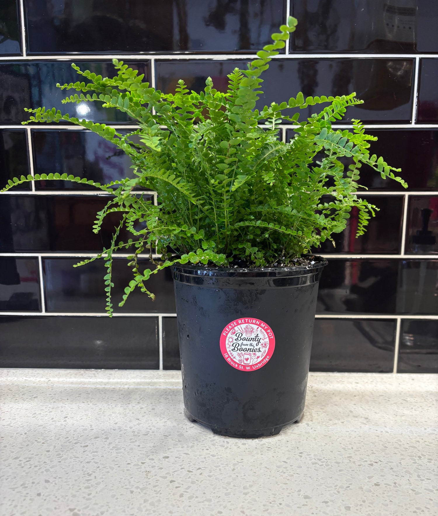 Lemon Button Fern