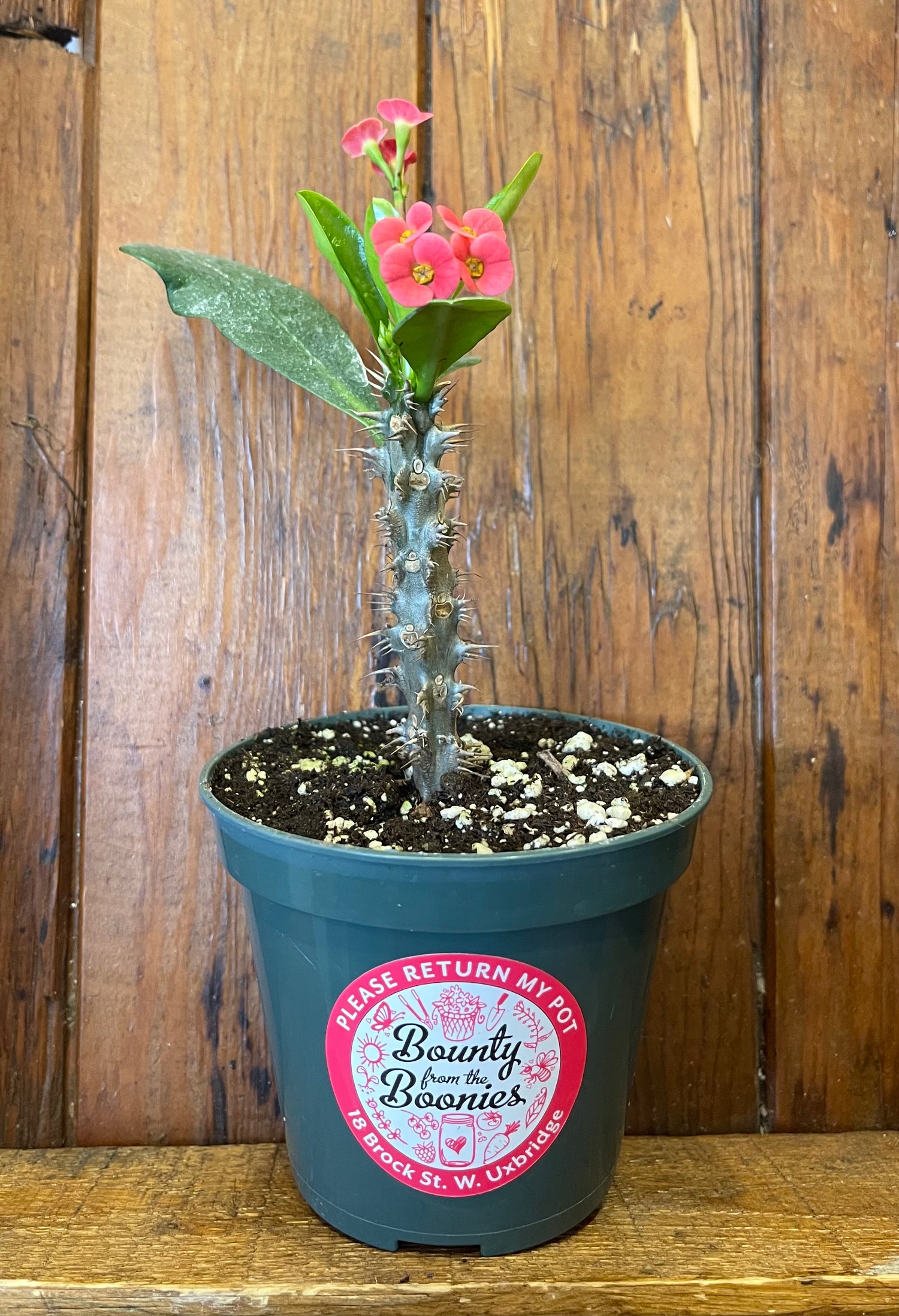 Crown of Thorns - Hot Pink 4"