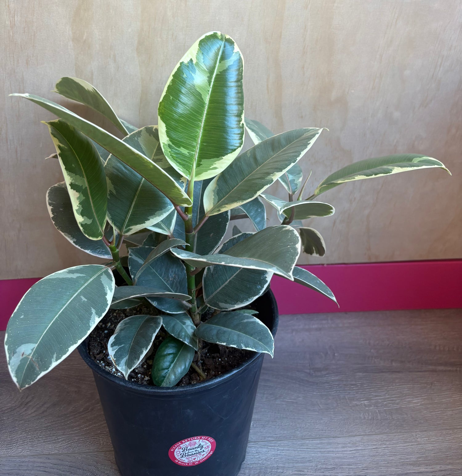 Ficus Elastica Tineke 8"