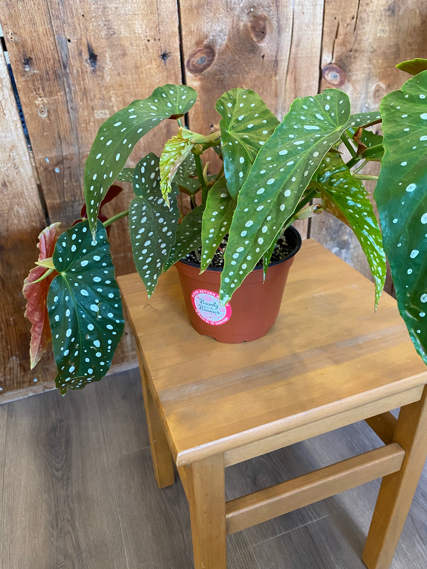Begonia - Maculata