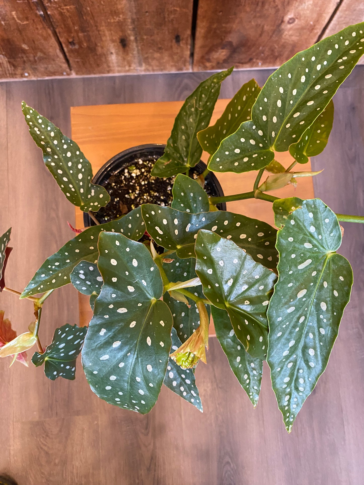 Begonia - Maculata